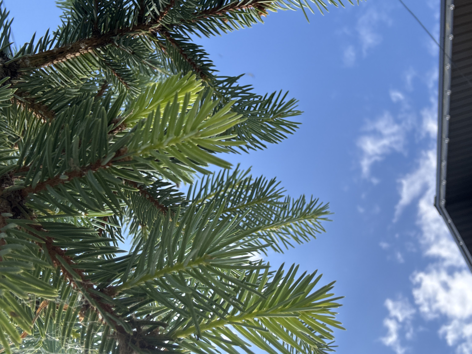 An outdoor upward-angled shot captures the vibrant green branches of a coniferous tree against a bright blue sky. The tree branches, characterized by their needle-like foliage, extend across the left and bottom portions of the frame, with some areas displaying lighter, fresher green needles, indicative of new growth. Sunlight illuminates the needles, creating a dynamic play of light and shadow. The background is dominated by a clear, bright blue sky dotted with scattered, fluffy white clouds. On the far right edge of the image, a dark, angled roof structure of a building is partially visible, featuring a series of small, uniform, round elements along its perimeter, which could be decorative details or lights. The scene suggests a sunny daytime setting in a natural or landscaped environment, possibly in Chaikovsky, Russia, with an adjacent architectural presence. There is no visible text.