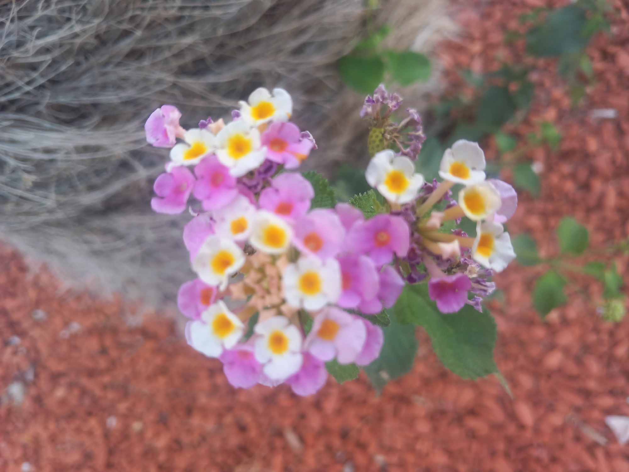 A cluster of Lantana flowers, a mix of pink, white, and yellow, are in focus against a blurred background. The background consists of reddish-brown ground cover and a vertical, textured element that appears to be part of a tree trunk or structure. The flowers are composed of many small individual blooms, creating a dense, rounded shape. Some green leaves are visible beneath the flowers. The scene is set outdoors in what appears to be a garden or public space. The specific location in the city of Kos, Greece, cannot be determined from the image alone.