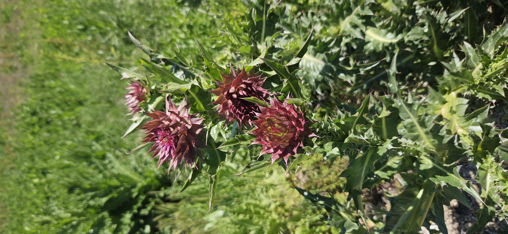 The image shows a group of thistle plants with vibrant reddish-purple flower heads, surrounded by spiky green leaves. The background consists of grassy vegetation, suggesting a field or meadow setting. The lighting indicates a sunny day. The exact location in Blagoevgrad, Bulgaria, is not identifiable from the image alone without additional contextual information.