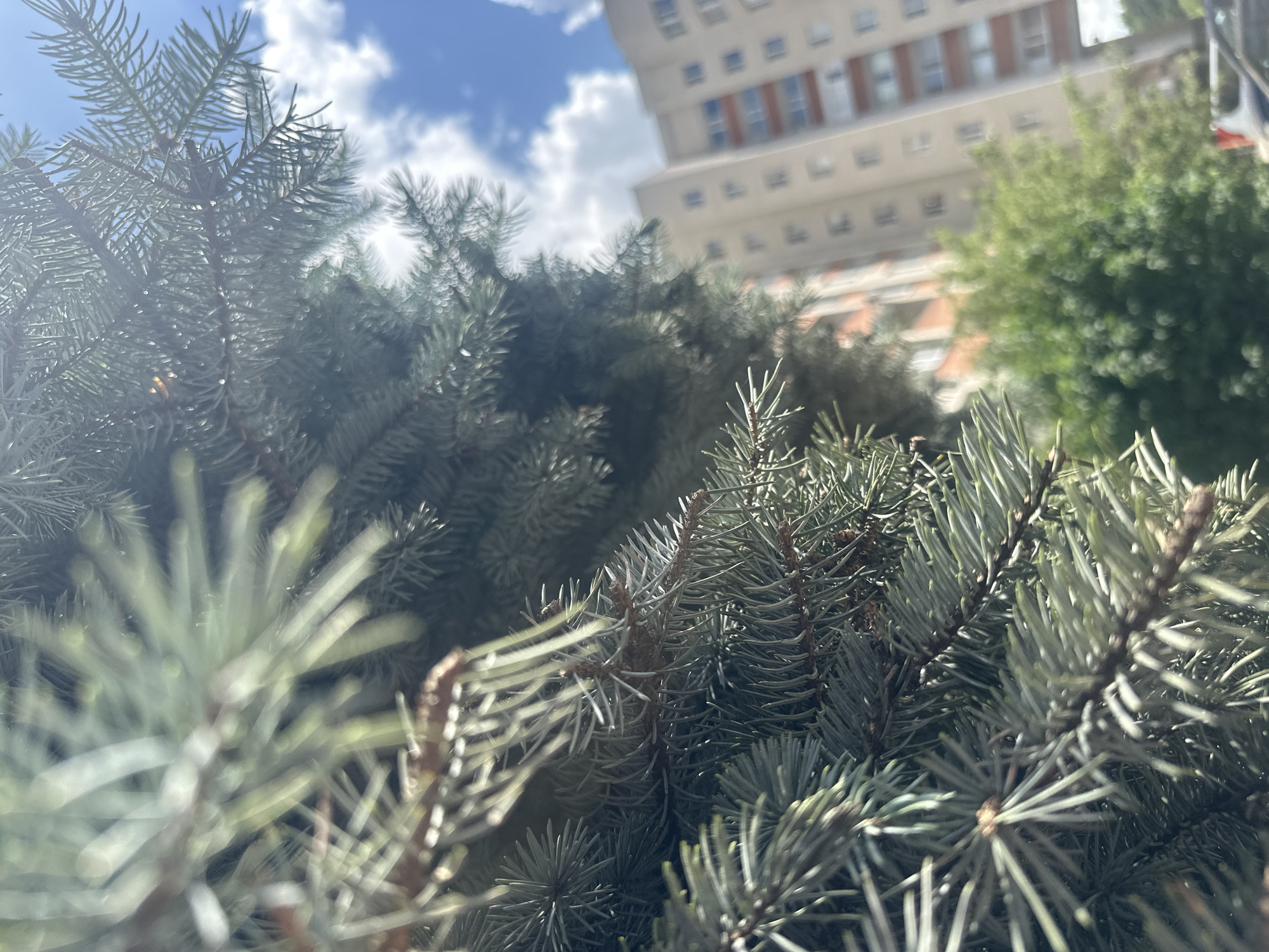 A close-up, upward-angle shot captures the needles of a blue spruce tree in the foreground, their sharp points fanning out and blurring into soft focus. The branches are dense and a muted green-blue, with some needles catching the sunlight. In the mid-ground, the soft focus continues to a cluster of green leaves, likely from another tree or shrub. Behind this foliage, a pale, multi-story building dominates the background. Its facade is a light color with regularly spaced windows, some of which appear dark, and horizontal bands of orange or brown on balconies. Above the building and trees, a bright blue sky is visible, dotted with fluffy white clouds. The overall impression is a slightly hazy, sunlit day in an urban environment.