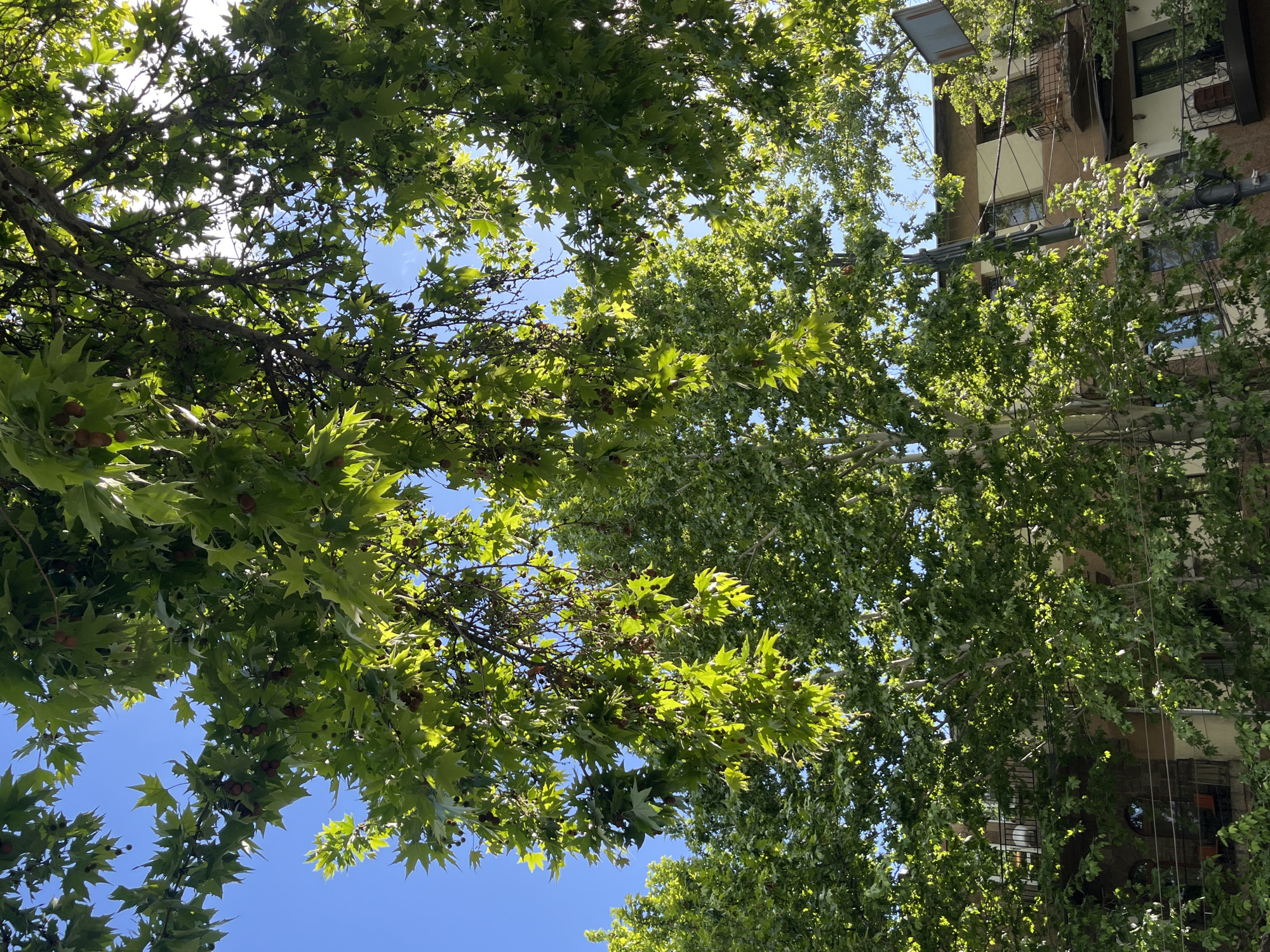 The image is a low-angle shot looking up through the foliage of trees, likely in Yerevan, Armenia. The branches and leaves of the trees fill much of the frame, with glimpses of a bright blue sky visible between the leaves. The leaves are green and appear to be backlit by the sun, creating a dappled light effect. On the right side of the frame, a building with multiple stories is visible. The building has a mix of architectural styles and colors, with some windows and balconies visible through the leaves. A metal structure, possibly for utility or support, runs along the side of the building. The overall impression is one of being in a park or tree-lined street within Yerevan, with the building visible in the background adding to the urban context.