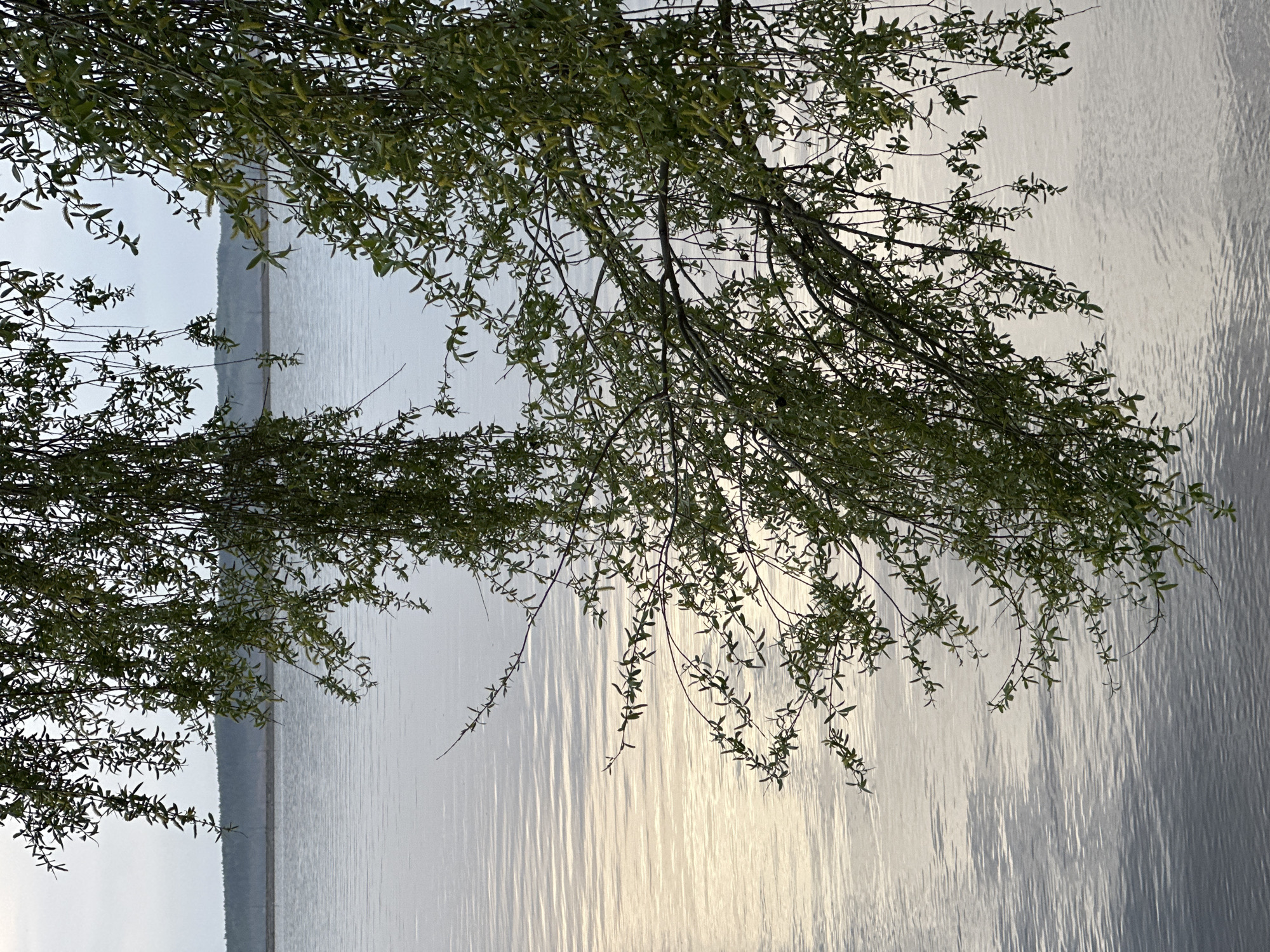 The image depicts a body of water, possibly a lake or reservoir, with trees in the foreground. The location is Chaikovsky, Russia. The water has a rippled surface, reflecting light. Trees with green leaves are positioned in the foreground, partially obscuring the view of the water. The horizon line is visible in the distance, suggesting a vast expanse of water. The lighting suggests either early morning or late afternoon. No people or animals are visible.