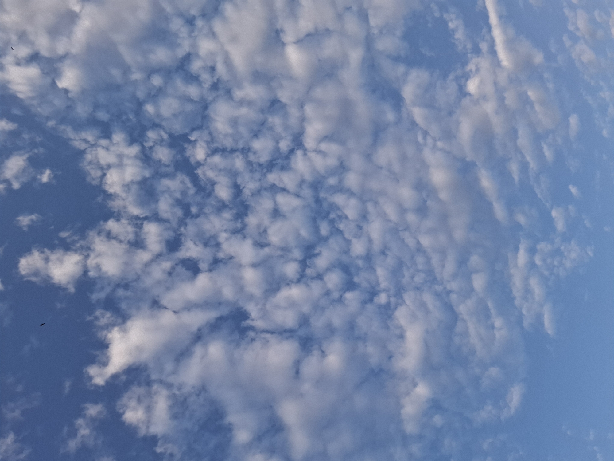 The image shows a view of the sky. The sky is mostly blue, with numerous small, puffy white clouds scattered across it. In the lower left corner, there's a small, dark shape resembling a bird in flight. The clouds appear to be at varying distances. The location is Амзя, Russia.