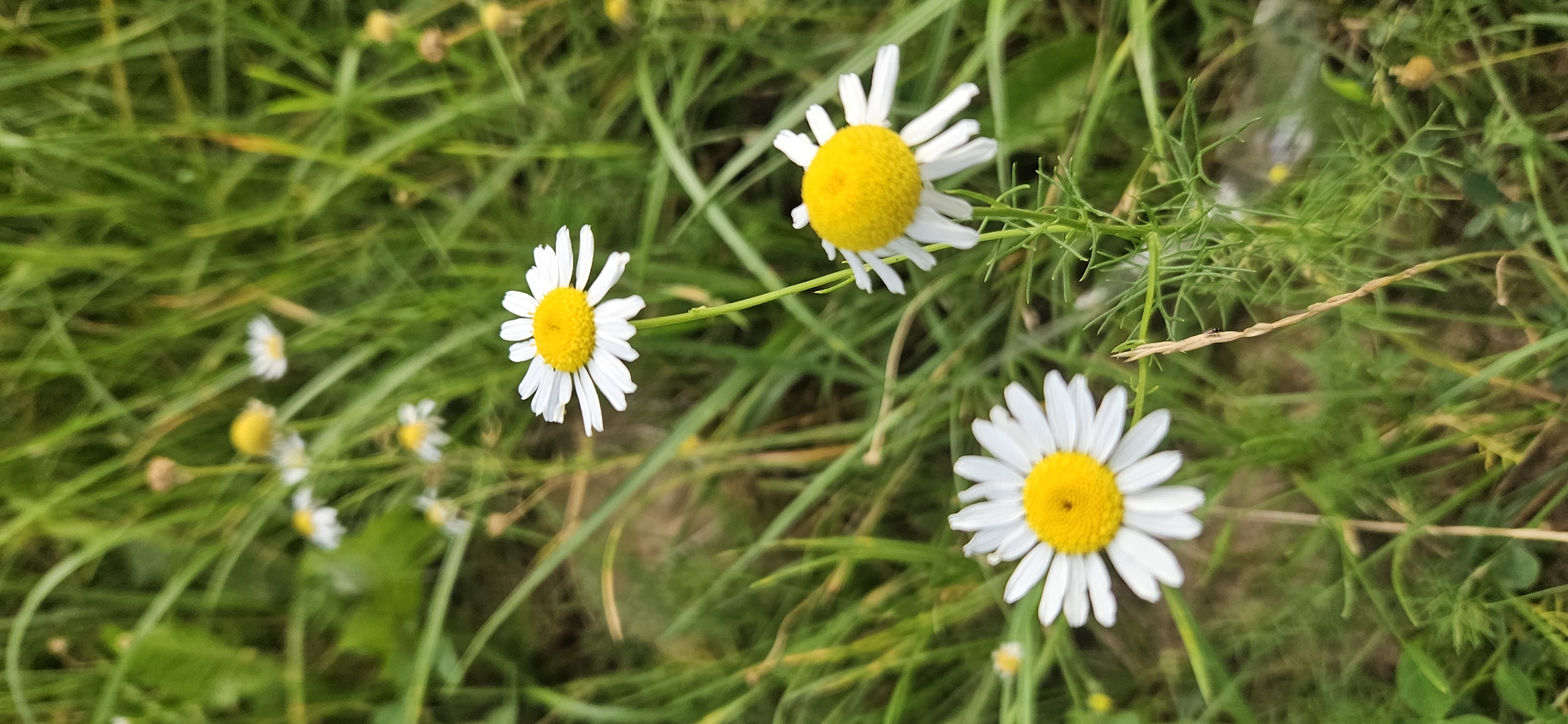 The image displays a close-up view of several daisies with white petals and yellow centers, nestled amongst lush green grass. The daisies are the primary subjects, with three prominent flowers in focus at various positions within the frame. The background consists of blurred green foliage, suggesting an outdoor setting like a meadow or garden. The lighting appears natural, with soft shadows indicating an overcast or diffused light condition. No people, specific landmarks, or urban elements are visible, making it impossible to determine the location within Vitsebsk, Belarus, or any specific activity. The scene is purely botanical and natural.