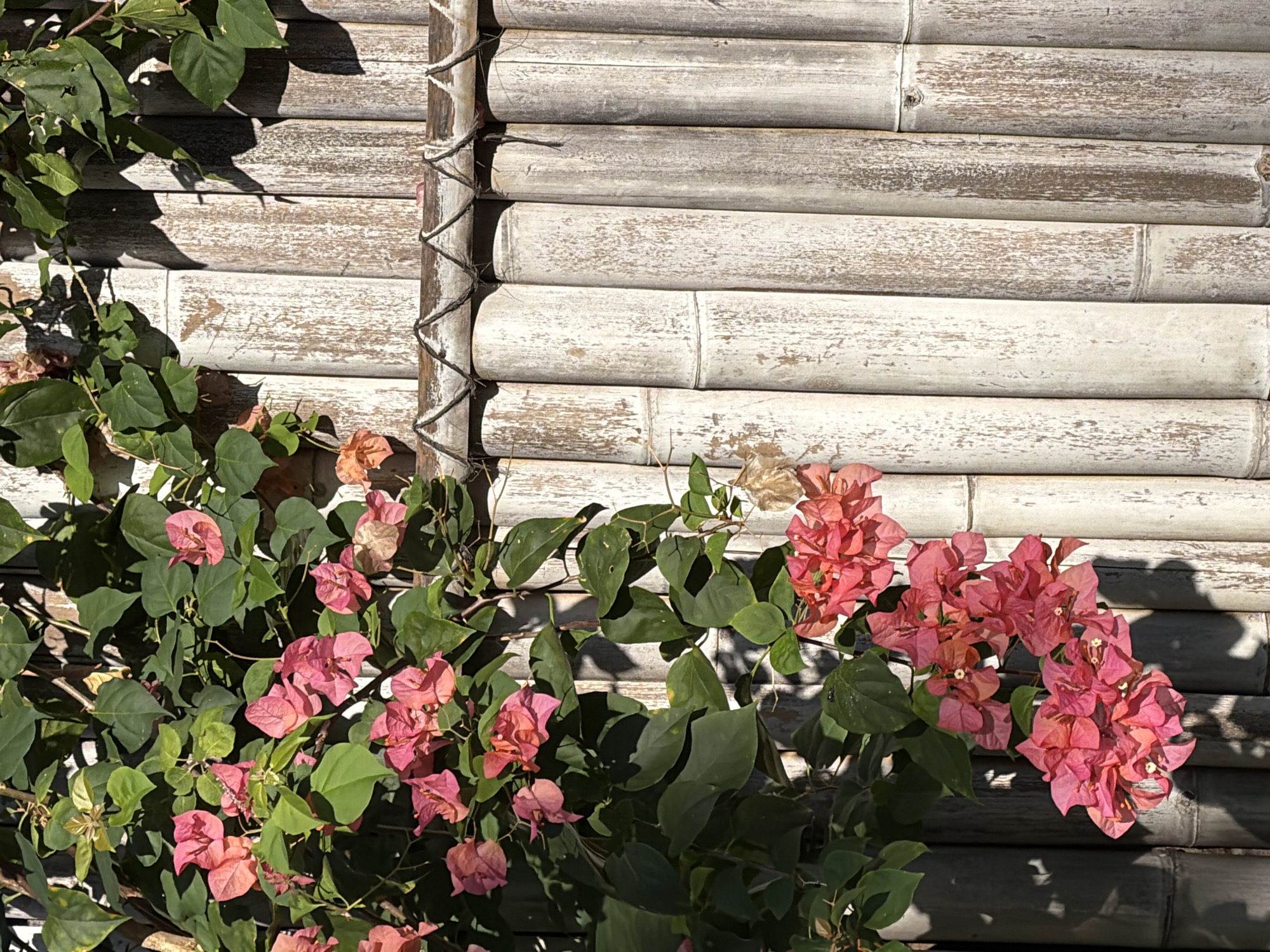 The image shows a close-up of a whitewashed bamboo wall in Unknown, Indonesia, partly covered by vibrant pink bougainvillea flowers and green leaves. The bamboo is horizontally arranged, with visible wear and tear on the white paint. The flowers and foliage are concentrated in the foreground and along the left side of the wall, casting shadows on the bamboo. The lighting is bright, suggesting an outdoor setting during the day.