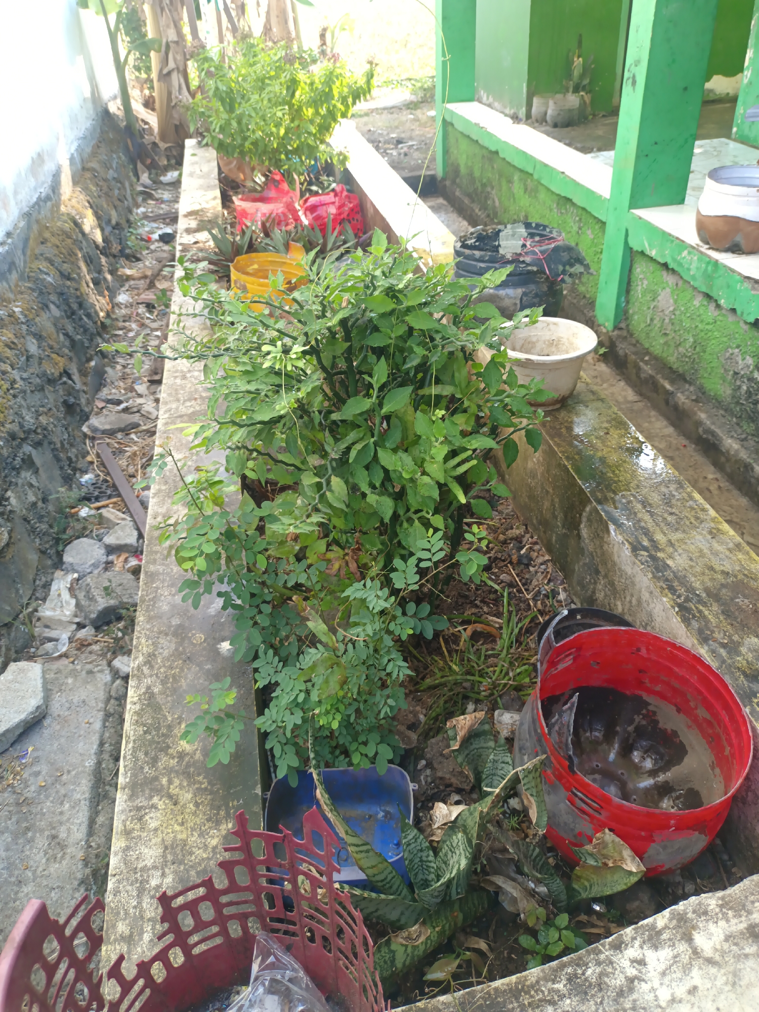The image depicts an outdoor scene in Sarimulyo, Indonesia, likely in a residential or communal area. In the foreground, several potted plants are arranged along a concrete ledge bordering a drainage ditch. The ditch appears to be filled with debris and some murky water. To the right of the ditch, a green-painted structure with white trim is visible, suggesting a building.
The plants include a leafy green bush in the center, a snake plant at the base of the ledge, and other smaller plants in various containers. Some of the containers are repurposed items, such as red plastic baskets and a red bucket filled with water. In the background, banana trees and other vegetation are present. The ground is a mix of soil, gravel, and scattered litter. The overall impression is one of a somewhat neglected but functional outdoor space. There are no people visible in the image.