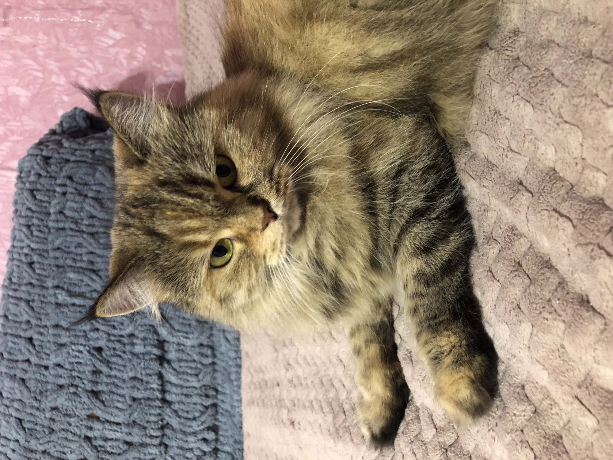 A long-haired tortoiseshell cat with green eyes is lying on a textured pink blanket. Behind the cat, a blue crocheted pillow is visible against a pink background. The cat's fur is a mix of brown, black, and gold. The cat's paws are resting on the blanket in front of its body. The scene appears to be indoors, possibly in a home environment.