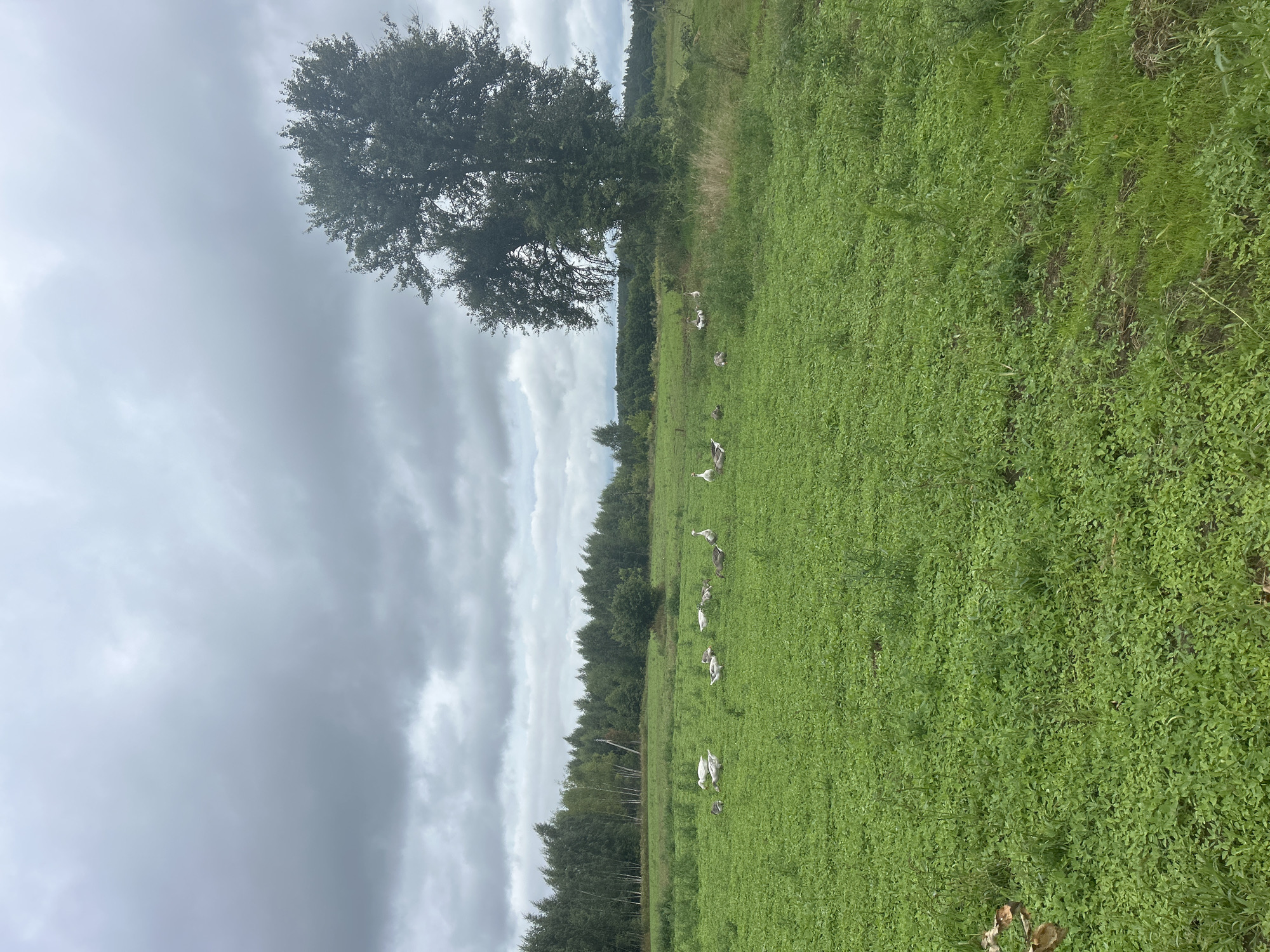 This is a vertical, full-shot photograph of a grassy field with a line of geese walking across it. The field is a vibrant green, with some taller grasses and clover. In the background, a dense line of trees creates a dark backdrop against a cloudy, overcast sky. A large, solitary tree stands prominently in the left-middle ground, its branches spread wide. The geese, a mix of white and grey, are scattered across the field, some walking in a line, others appearing to graze. There are at least eight geese visible. The overall scene suggests an outdoor, rural setting, possibly a farm or pasture. The lighting indicates it is daytime, though the heavy cloud cover suggests a cloudy or possibly rainy day. No text is visible in the image. The location is identified as Kholsavski Rural Council, Belarus.