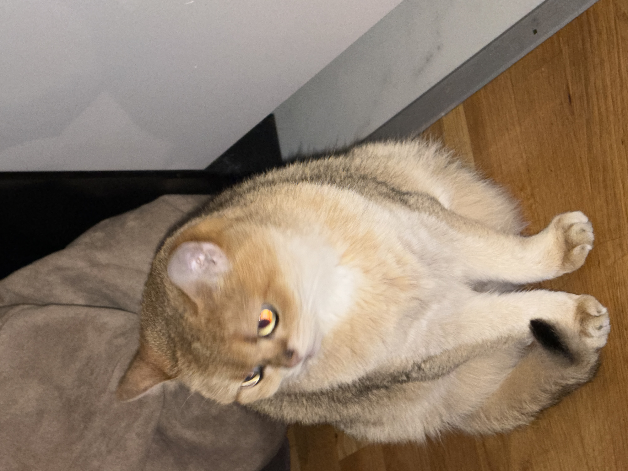 A tan and white cat is resting on a brown cushion and a wooden floor. The cat is positioned beneath a light-colored structure, potentially a cabinet or shelf. The scene appears to be indoors. The location in the city of Bar, Montenegro cannot be determined from this image.
