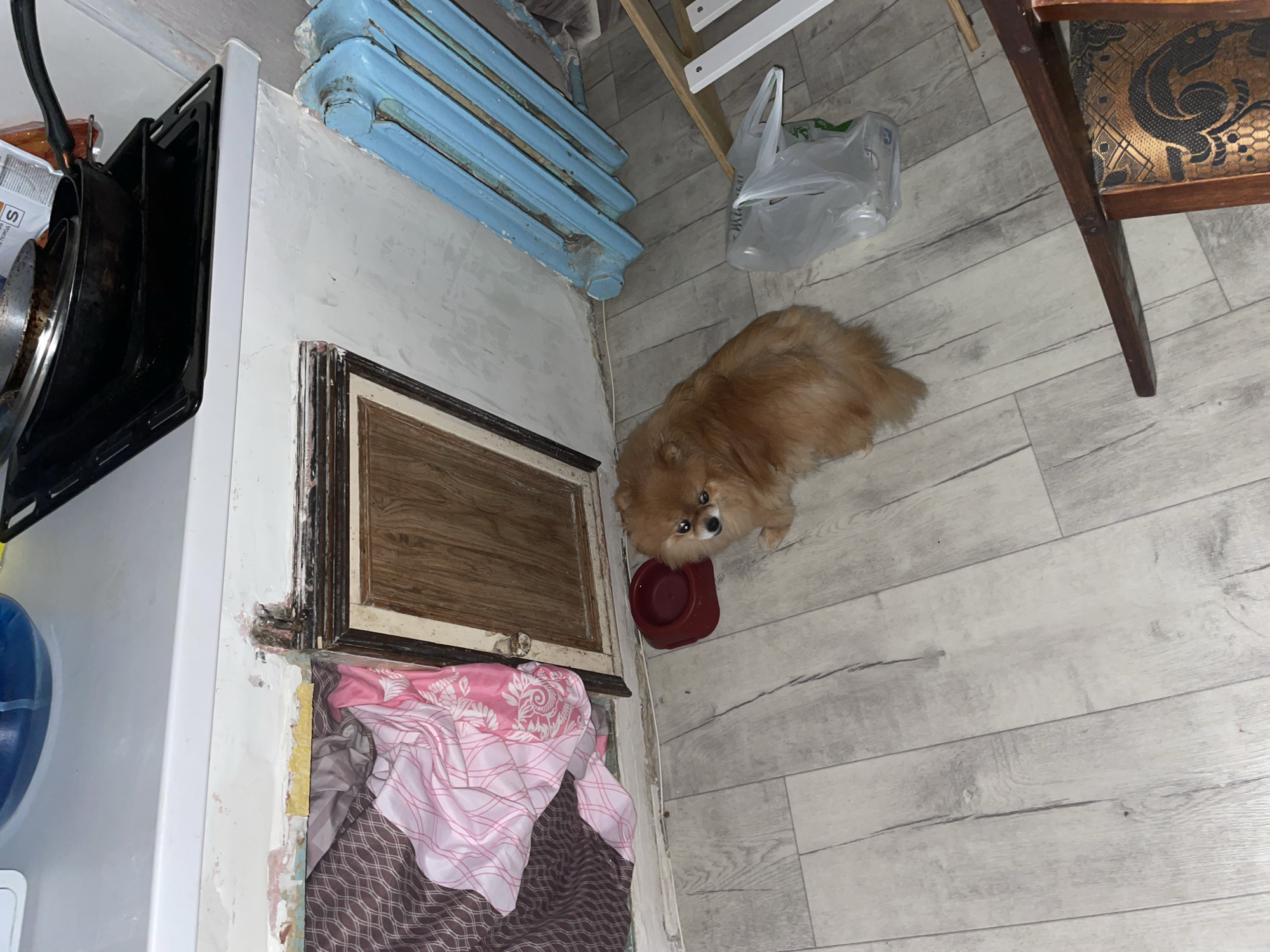 The image shows a domestic interior in Perm, Russia. The scene includes a kitchen area with a partially visible stove on the left, a light blue radiator against the wall, and a storage unit or cabinet with a framed decorative wooden panel on the lower level. A red pet bowl is positioned on the floor near the lower cabinet. A small, light brown dog is standing near the bowl. Adjacent to the dog and kitchen area are pale gray, wood-patterned floorboards and a section of a dark wooden chair with decorative seat covering. A white plastic shopping bag is on the floor between the radiator and the chair. A pink and white patterned cloth item is located in front of the lower cabinet.