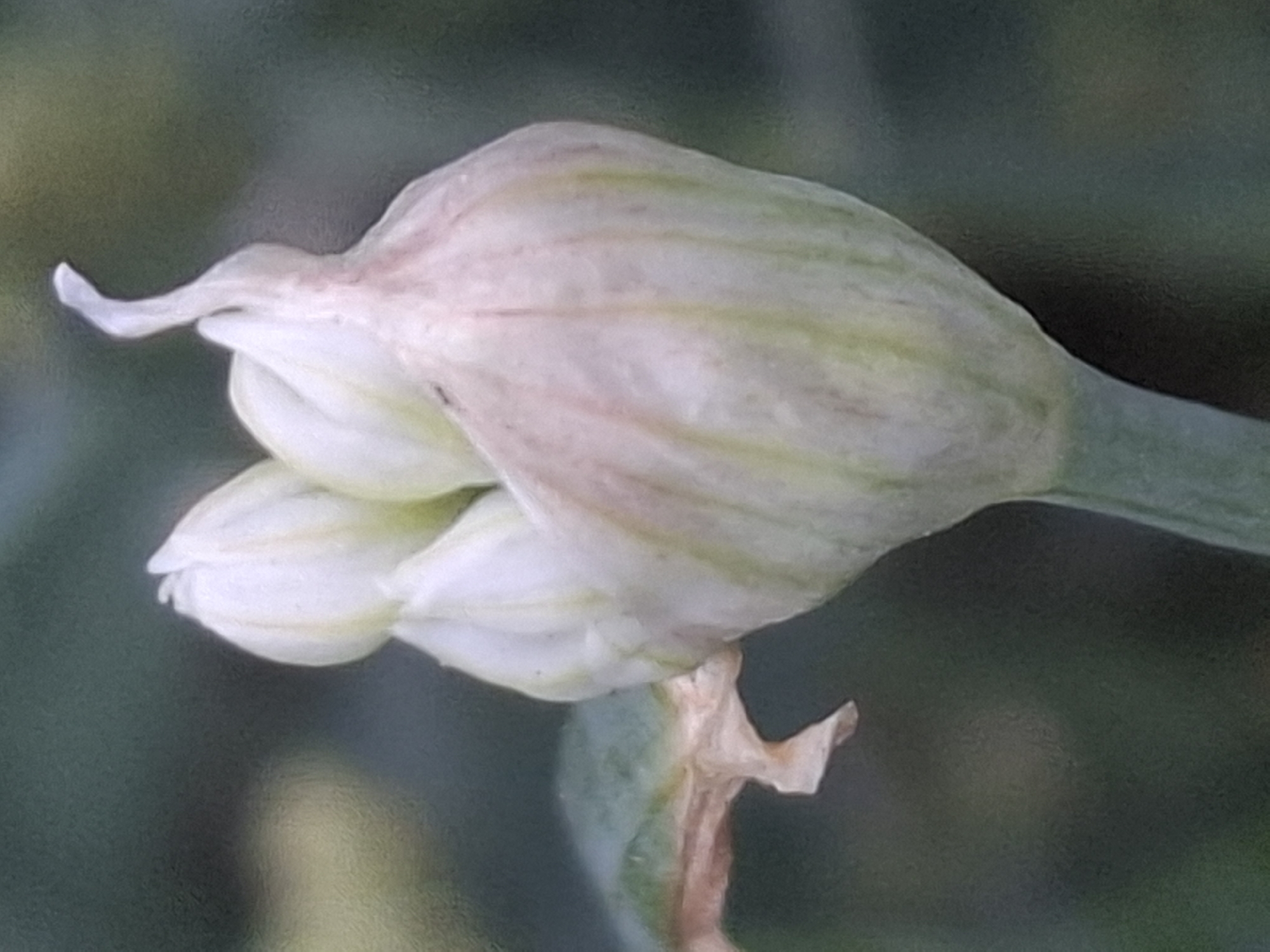 The image shows a close-up of a white flower bud with streaks of pink and green. The bud is elongated and appears to be at the beginning stages of blooming. It is supported by a green stem. The background is a blur of dark green, suggesting a natural outdoor setting like a garden or park. There are no people or specific city landmarks visible. The lighting appears to be natural daylight, illuminating the details of the flower bud. The image is focused on the flower bud, with the background out of focus to emphasize the subject.