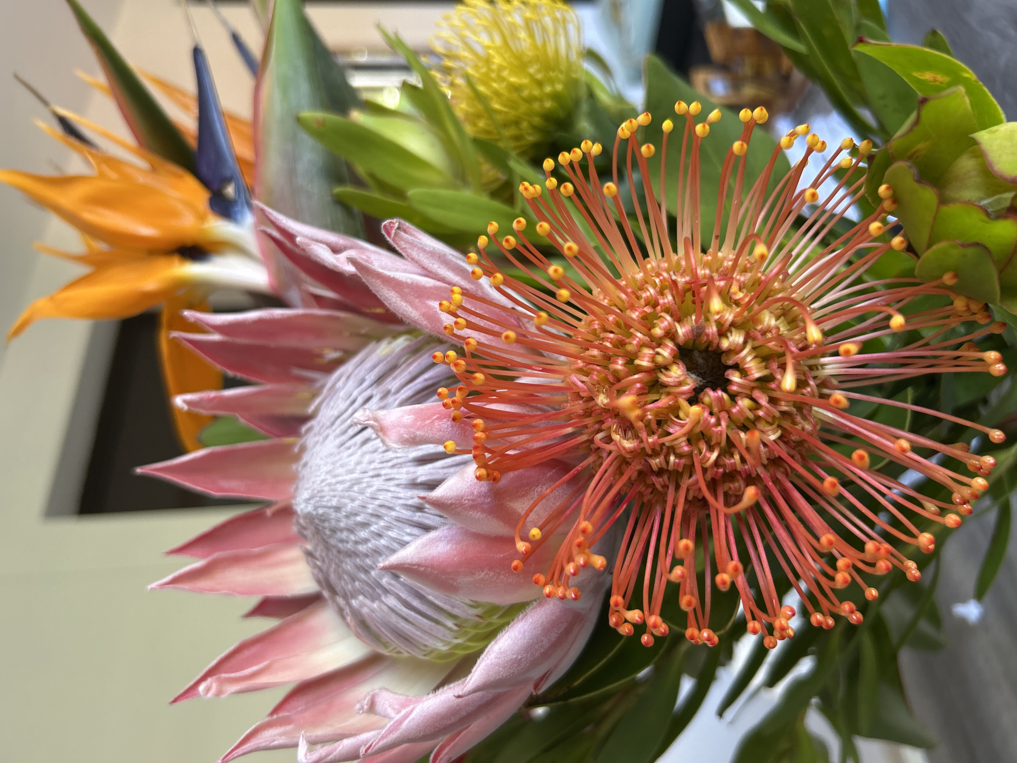 The image is a close-up of a bouquet of exotic flowers. A pink Protea flower with spiky petals and a feathery center is positioned on the left side. To the right of the Protea, there is an orange Pincushion flower with thin, spiky structures topped with yellow spheres. A yellow Leucospermum flower is visible in the background, surrounded by green leaves. Further back is a Bird of Paradise flower with orange petals and blue accents. The overall composition of the bouquet appears vibrant and visually striking.
There is no information to suggest that this image was taken in the city of Câmara de Lobos, Portugal.