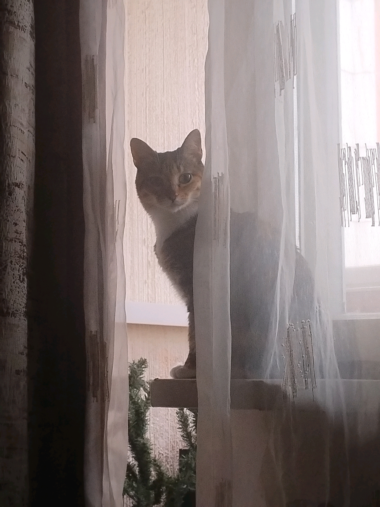 A domestic cat with calico markings peers out from behind a sheer white curtain. The cat is positioned on a ledge or shelf, with a portion of its body and one paw visible. The background consists of a textured wall and a window with vertical decorative elements on the curtain. To the left, a dark curtain or drape is visible, and to the lower left, a small green evergreen plant is present. The lighting suggests an indoor setting with diffused natural light coming from the window. The image is a close-up photograph, focusing on the cat and the immediate surroundings. The location is not discernible from the image content.