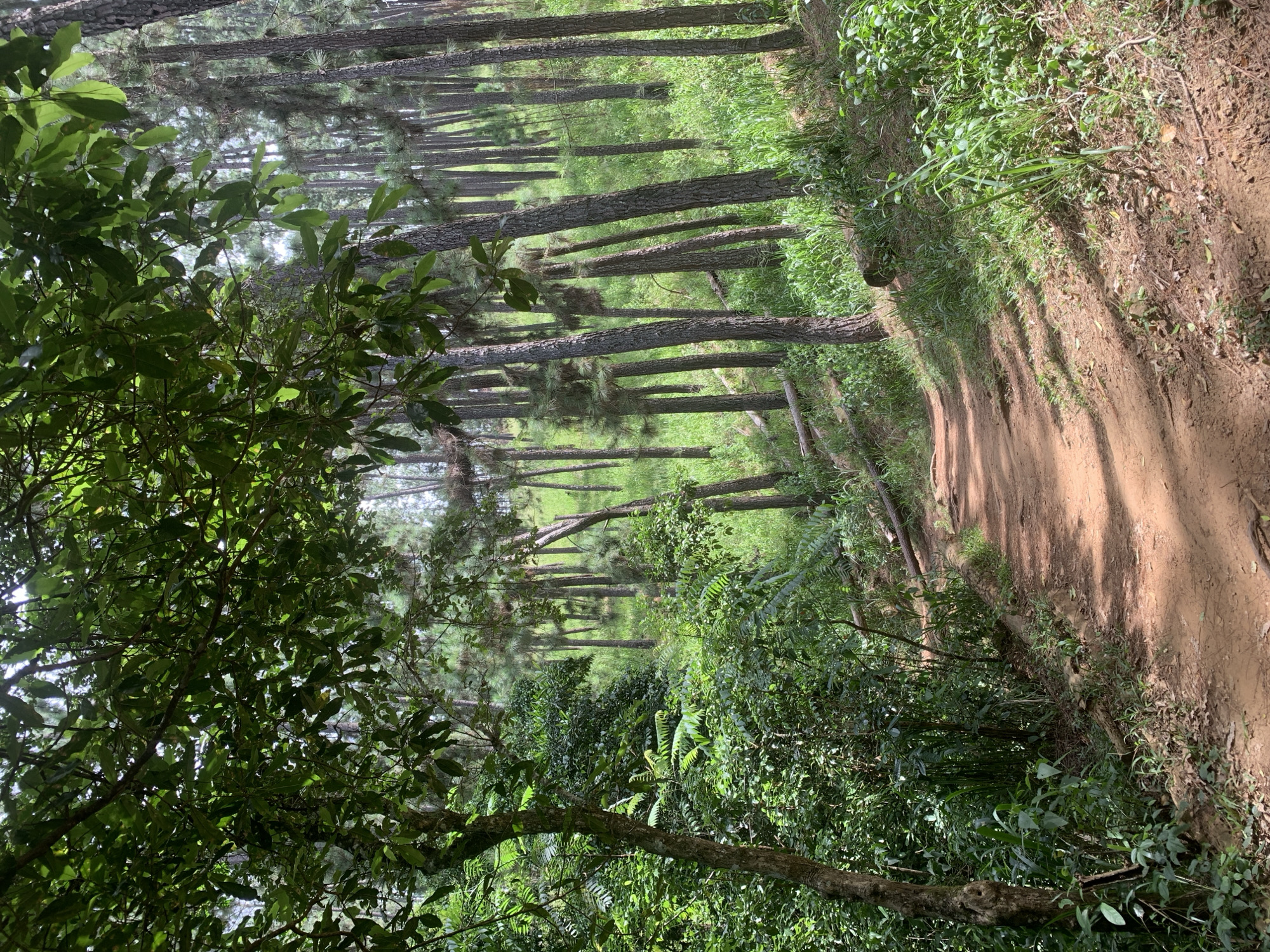 The image depicts a dirt path winding through a lush forest. Tall, slender pine trees with rough bark line the right side of the path, their trunks creating a dense vertical pattern. The ground is covered in a carpet of green grass and fallen leaves. Sunlight filters through the canopy, casting dappled shadows on the path and the surrounding vegetation. To the left of the path, a variety of green foliage, including ferns and leafy bushes, creates a dense undergrowth. The overall impression is one of a secluded, natural environment, possibly a hiking trail in a mountainous region. The location is identified as being in Ella, Sri Lanka. There are no people or animals visible in the image, and no actions or interactions are depicted. The scene is static and focuses solely on the natural environment.