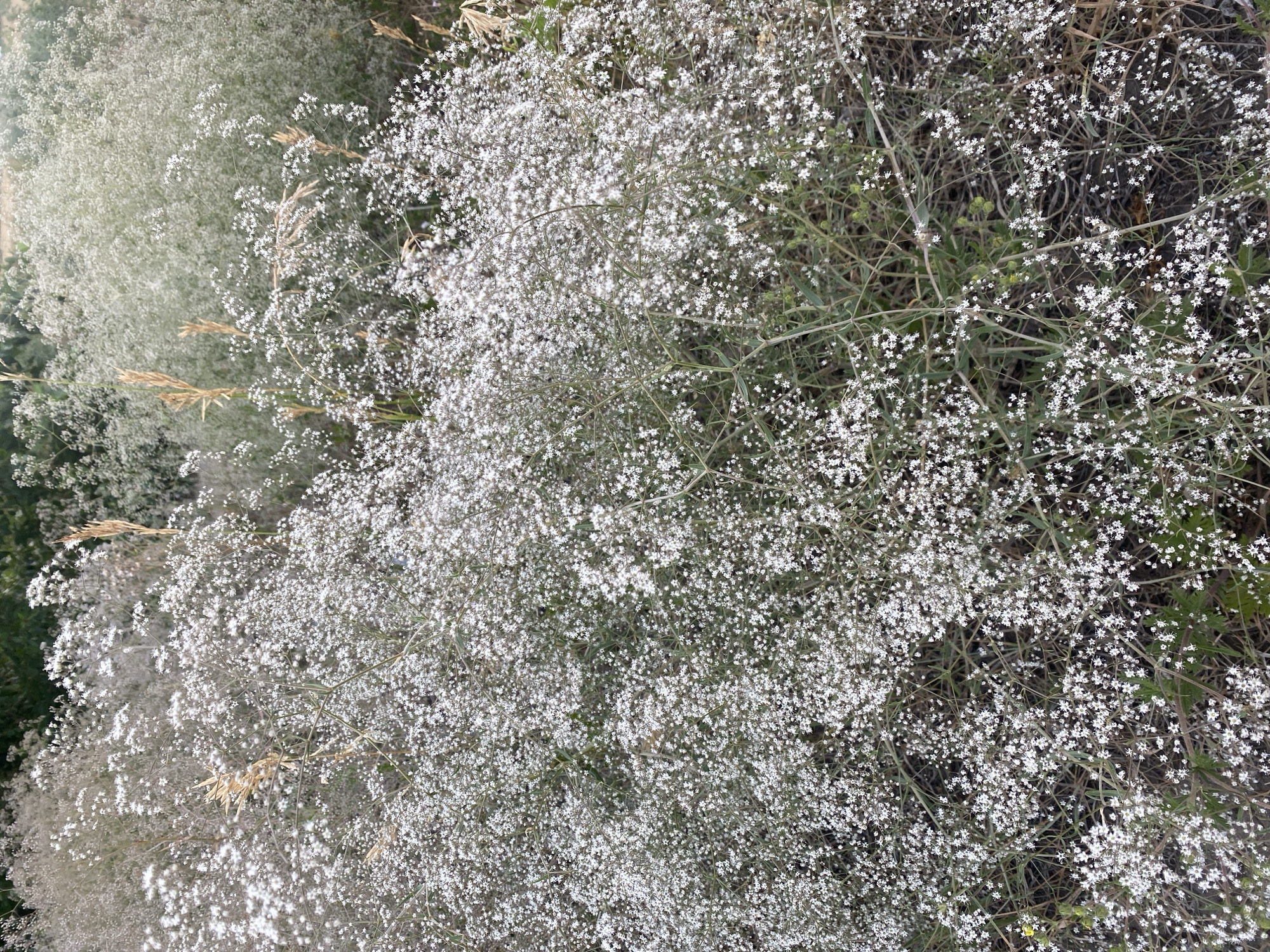The image shows a dense cluster of small white flowers, possibly baby's breath, against a natural, outdoor background. The flowers are delicate and numerous, creating a soft, frothy appearance. Some dried grasses or stalks are interspersed within the blooms, adding a touch of earthiness. The lighting suggests it is daytime, and the overall impression is one of natural abundance. The image does not depict any people, animals, or man-made structures. The scene appears to be in a rural or semi-rural area. Without further information, the specific location within the city of Mamontovo, Russia, cannot be determined from the visual content alone.