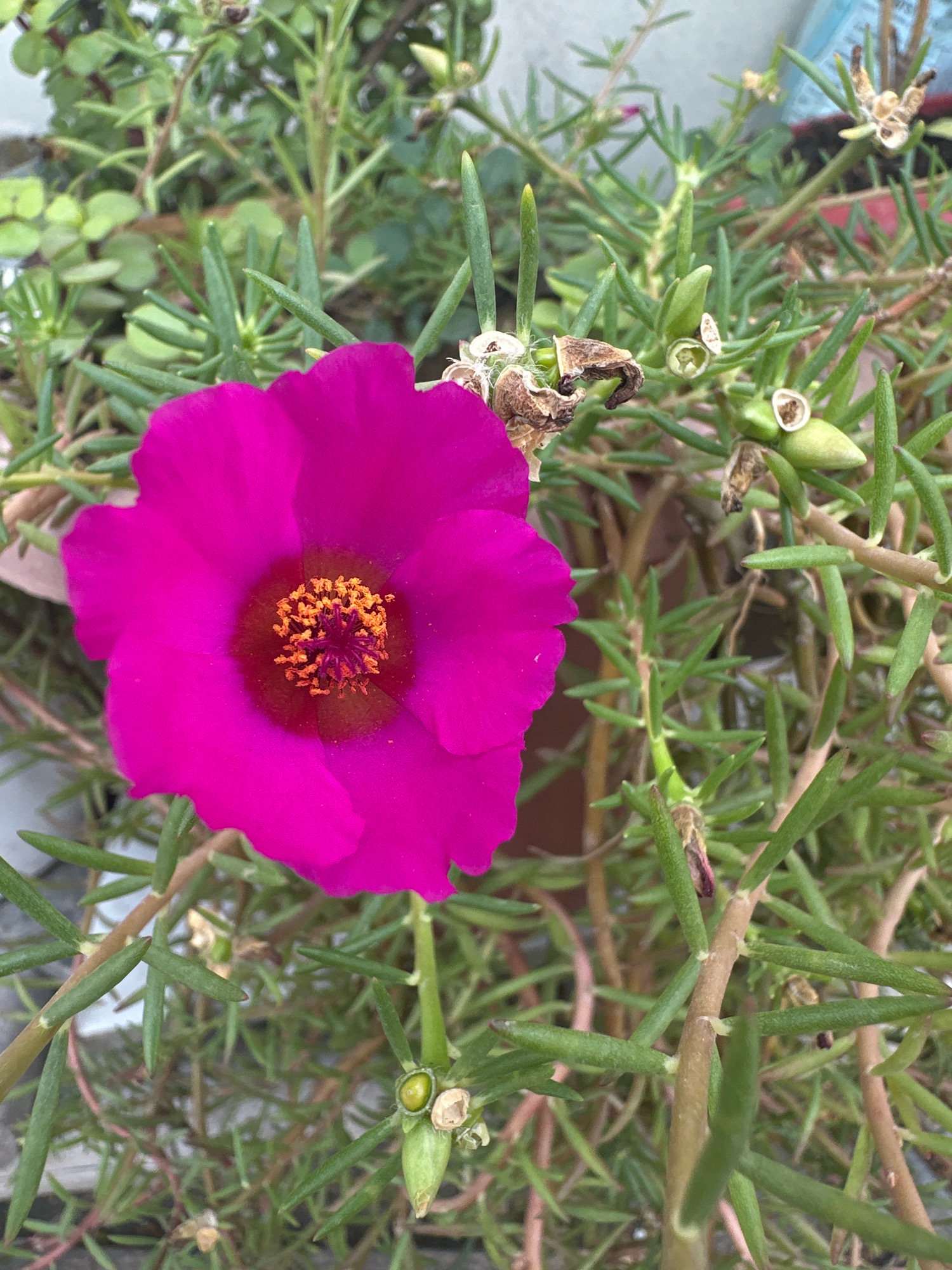 A vibrant magenta flower, possibly a Portulaca, blooms prominently in the center of the frame, its petals unfurled to reveal a cluster of bright orange stamens. The flower is surrounded by a dense network of thin, green stems and needle-like leaves, characteristic of a succulent plant. Scattered among the foliage are developing seed pods, some appearing green and plump, others dry and withered, containing small, light-colored seeds. The background is softly blurred, suggesting a shallow depth of field, with hints of other green foliage and a light-colored wall. The lighting is natural and appears to be daylight, casting soft shadows. This scene is located in Amritsar, India, likely in a garden or outdoor potted plant display. No people or specific landmarks of the city are visible, making the focus solely on the botanical subject.