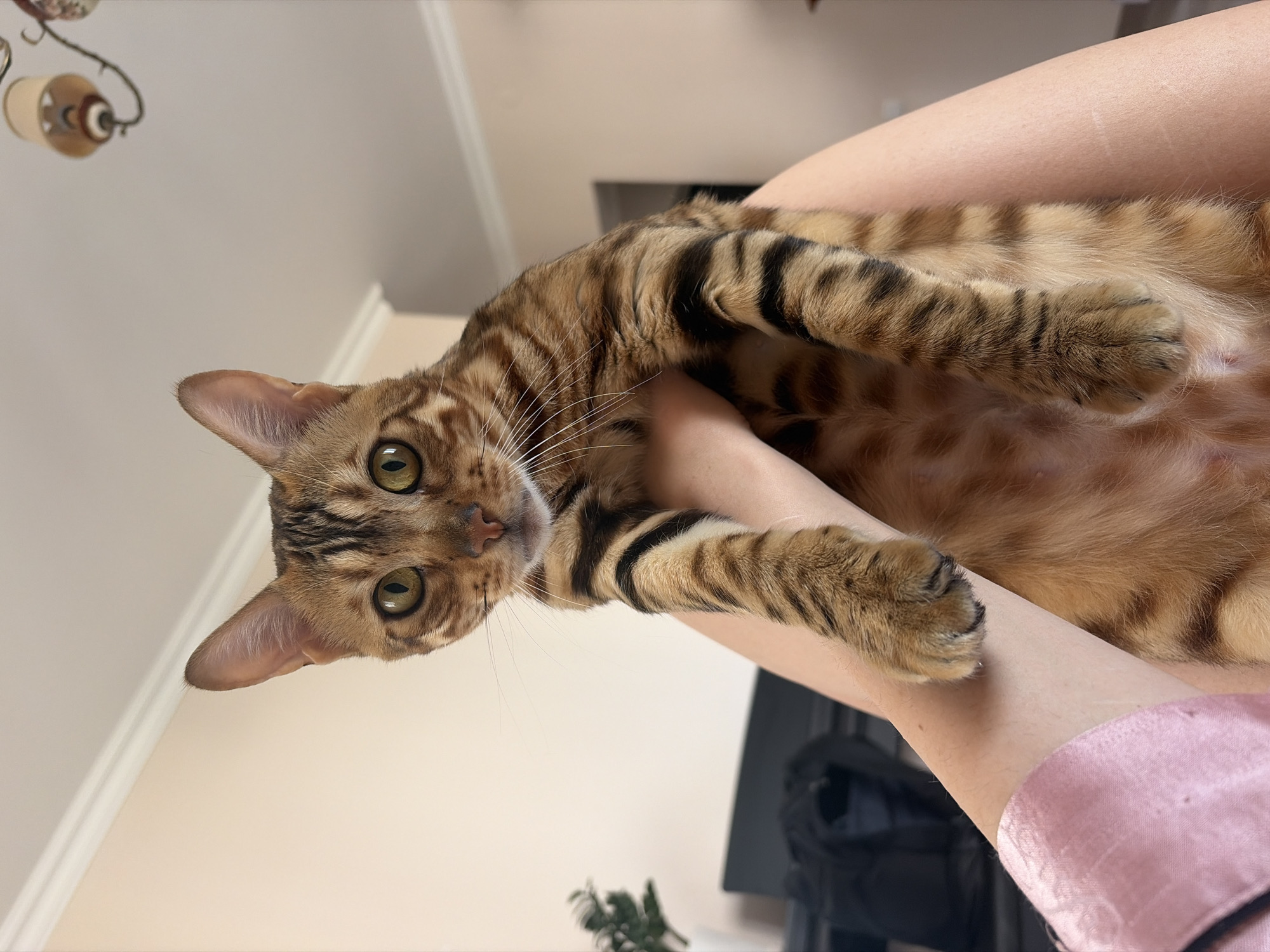 An individual's arms and legs are holding a Bengal cat. The cat is facing the camera with its eyes wide open. The individual is wearing a pink satin top. The background is an indoor setting with a cream-colored wall and a chandelier hanging from the ceiling. There is a plant in a pot and a dark object, possibly a piece of furniture, in the background to the left. The lighting is natural and appears to be from a window. The scene suggests a casual, domestic environment.