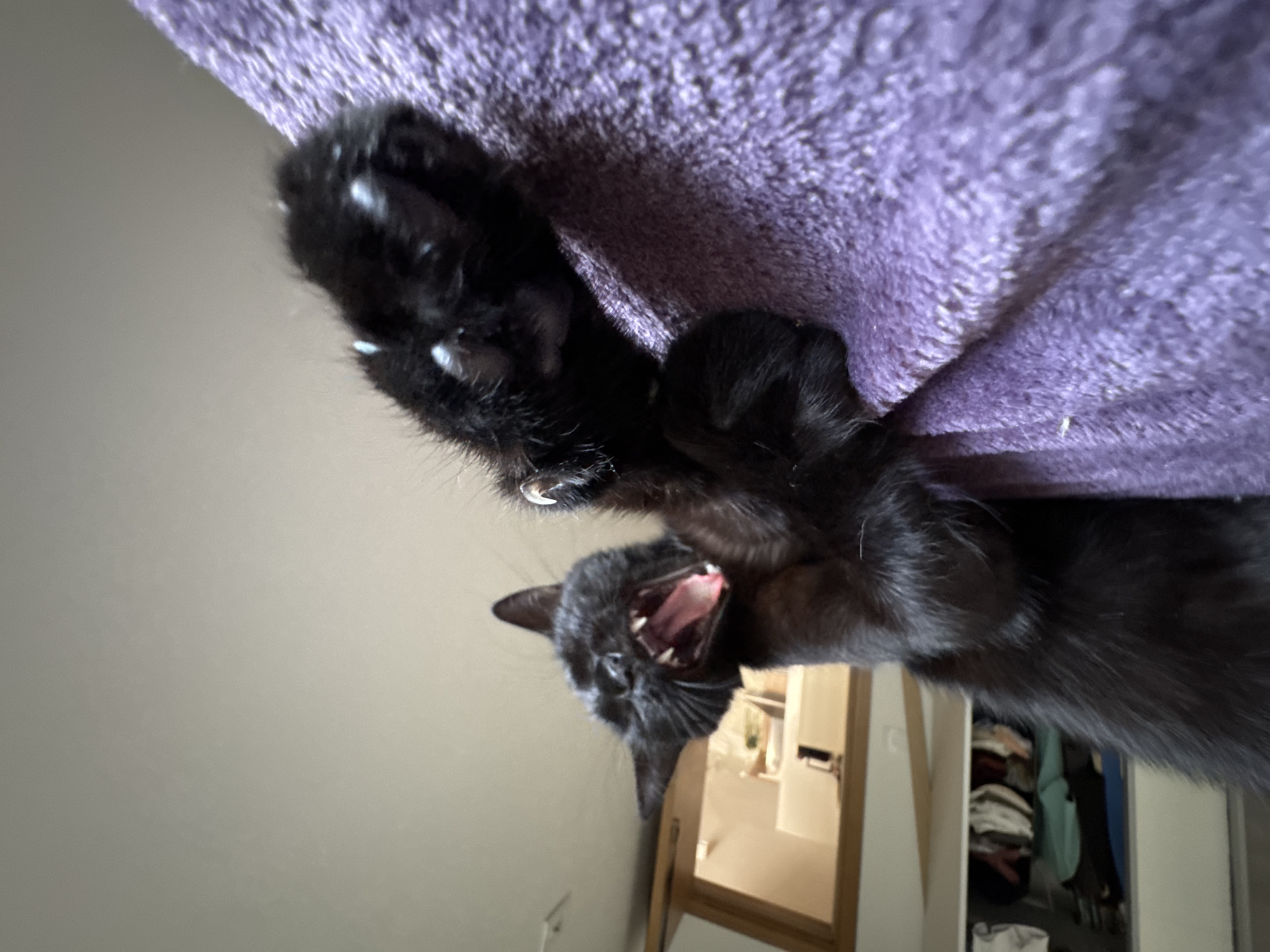 A close-up, tilted shot features a black cat yawning, showcasing its open mouth and teeth. The cat is positioned upside down, with its paws extended. Sharp claws are visible. The cat is holding onto a purple, textured surface, possibly fabric. The background includes a white wall and a glimpse into a room with a partially visible doorway and a closet with clothes.