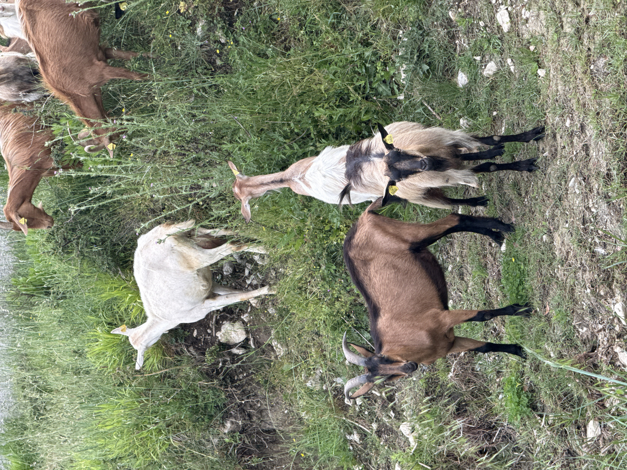 The image shows a herd of goats grazing in a grassy field near Sutorina, Montenegro. There are six goats visible in the frame, varying in color from white to brown and black. All of the goats have ear tags. The ground is a mix of grass, vegetation, and some rocky patches. The overall setting is rural.