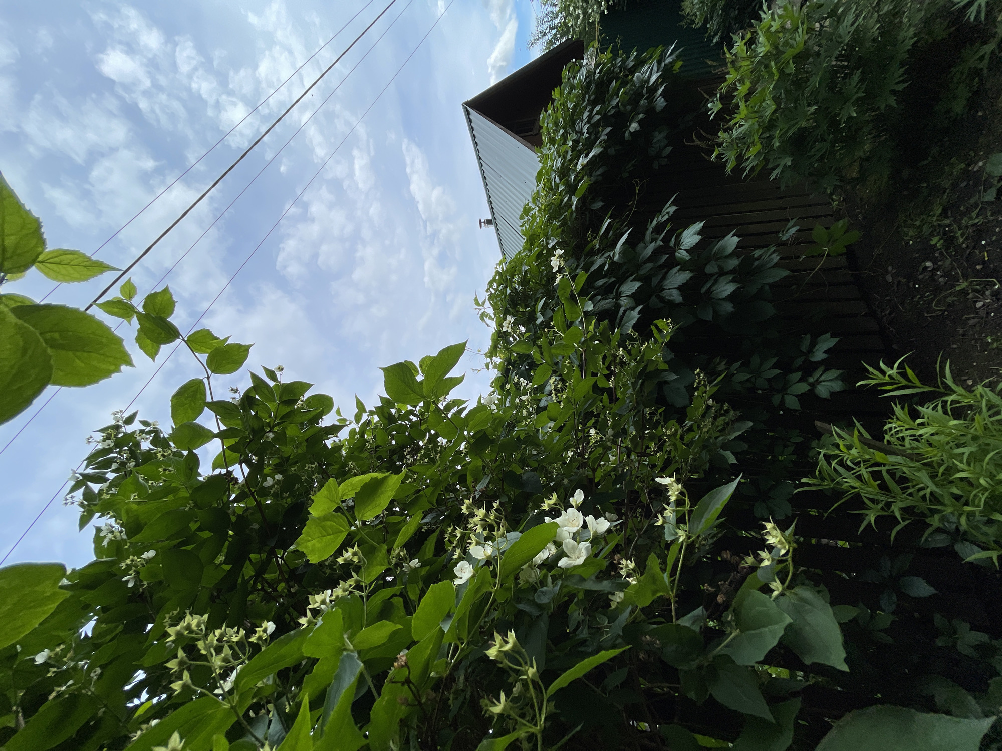 This media file depicts an outdoor scene in Zarachny, Russia, with a low-angle perspective looking upwards. The primary subjects are lush green foliage, including flowering vines with small white blossoms, and the roof of a building. The building appears to be a house or shed with a dark-colored, likely metal, roof and wooden siding. The sky is visible, filled with scattered white clouds against a pale blue background, suggesting daytime with partly cloudy weather. Several dark power lines crisscross the sky, indicating proximity to infrastructure.
The overall impression is one of natural overgrowth around a dwelling. The dense greenery creates a sense of lushness and perhaps a touch of wildness. The presence of flowering plants suggests a spring or summer day. There are no people or animals visible. The composition, with the strong diagonal lines of the power lines and the building's roof contrasting with the organic shapes of the plants, is dynamic. The lighting suggests it is daytime, possibly late morning or early afternoon, given the brightness of the sky and the illumination on the leaves. The location context of Zarachny, Russia, places the scene in a possibly rural or suburban setting. No visible text is present.