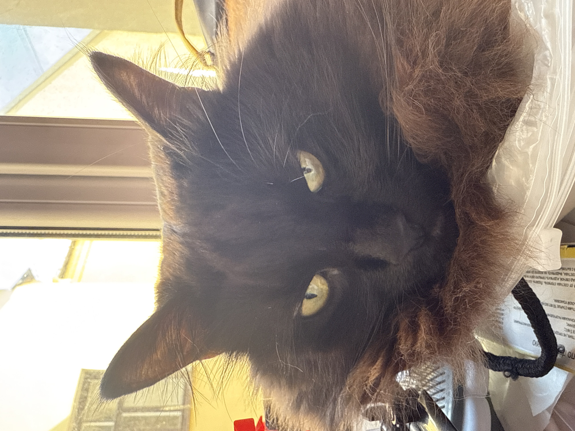 A long-haired feline, exhibiting predominantly dark brown to black fur with distinct reddish-brown undercoat and chest ruff, is depicted in a close-up frontal shot. The animal features striking green-yellow eyes with vertically oriented pupils, which are prominently lit against its shadowed face. Long, white vibrissae extend from its muzzle. Its pointed ears are adorned with significant tufts of hair at their tips. The cat is in a recumbent position, facing the viewer directly, with its head resting on its forepaws or voluminous neck fur. Beneath the animal, a coiled black fabric strap or cord is visible. Further beneath the cat's body, transparent plastic sheeting or bags are evident, covering white paper documents. Fragments of Cyrillic text, including characters forming words such as "ПО", "СОСТАВ" (composition), and "СТАБИЛЬ" (stable/stability), are discernible on these documents. The scene is illuminated by strong backlighting from a large window behind the cat, creating a silhouette effect on its dark fur and overexposing the outdoor view. The setting is indoors, likely a residential or office environment, with the cat resting on a surface containing various items. Based on the visible Cyrillic text, the location is identified as the city of Saint Petersburg, Russia.