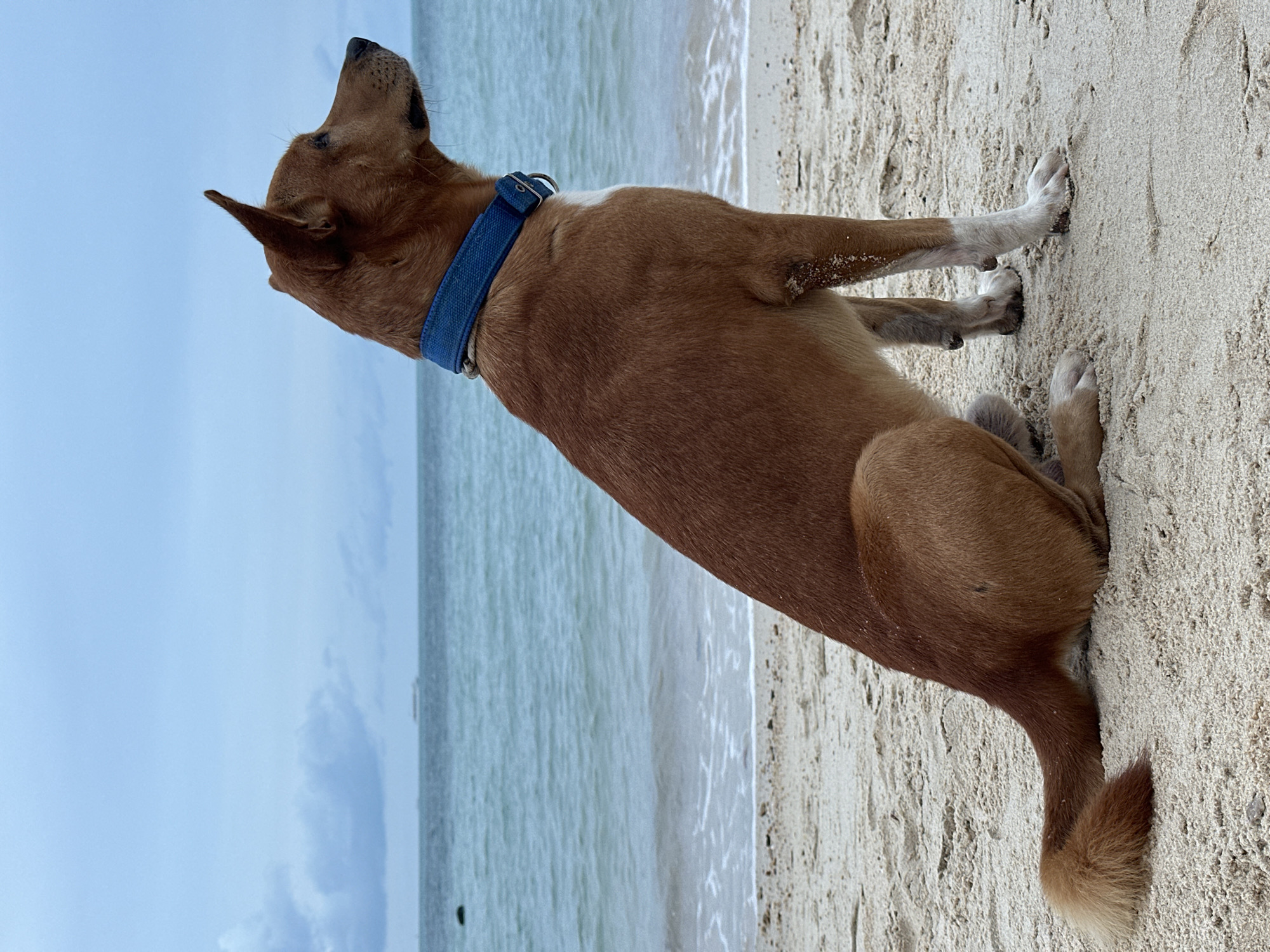 An adult, medium-sized, tan-colored dog with white paws and a blue collar sits on a sandy beach, facing right, looking out at the ocean. The water is a tranquil turquoise blue, with small waves lapping the shore. The sky is overcast with soft gray clouds. In the distance, a small boat is visible on the horizon. The sand is light beige and appears damp near the water's edge. The overall scene suggests a peaceful moment on the coast of Ko Samui District, Thailand.