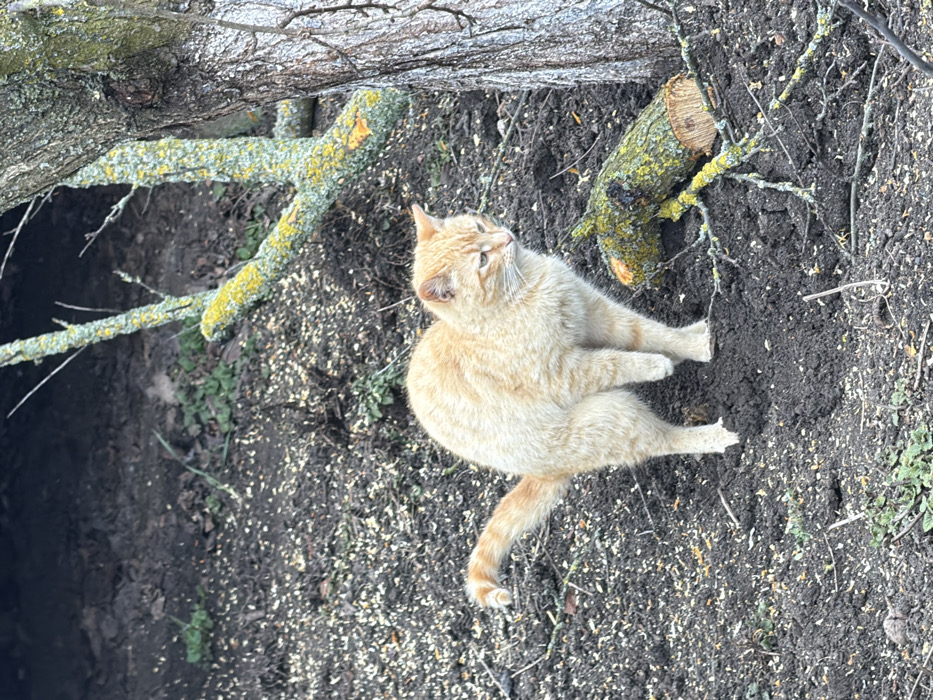 An adult orange tabby cat stands on dark, moist earth, covered with light-colored granular material, possibly wood chips or feed. The cat is positioned with its hind legs slightly bent, one front paw lifted, and its tail curving upwards with faint stripe patterns. Its head is turned towards the right, displaying an alert or focused expression. To the right of the cat, a large tree trunk with textured grey bark rises vertically. A detached, cut log, heavily covered in bright yellow-green lichen, rests horizontally on the ground near the tree's base. Sparse green vegetation and additional bare soil are visible in the background. This scene is located in Komsomolskiy, Russia.