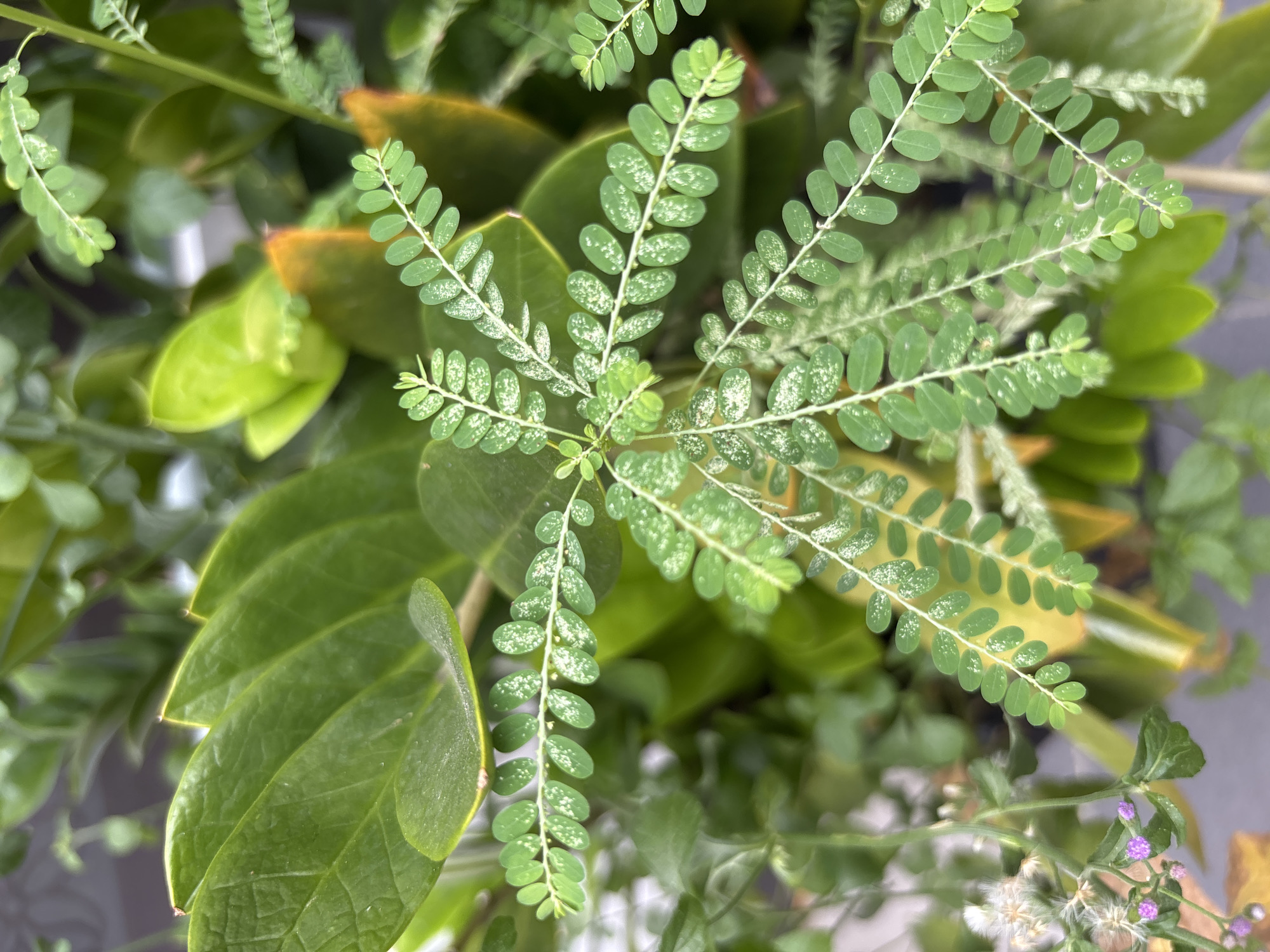 In Nha Trang Ward, Vietnam, a close-up shot focuses on a cluster of plants. A central plant features small, oval green leaves arranged alternately along delicate stems, with tiny white speckles scattered across the leaf surfaces. Behind and to the left, larger, glossy, deep green leaves, likely from a ZZ plant, provide a contrasting backdrop. In the lower left, a smaller plant with tiny purple flowers and feathery white seed heads adds further texture to the scene. The overall impression is one of lush, varied greenery, suggesting a garden or natural setting within the city.