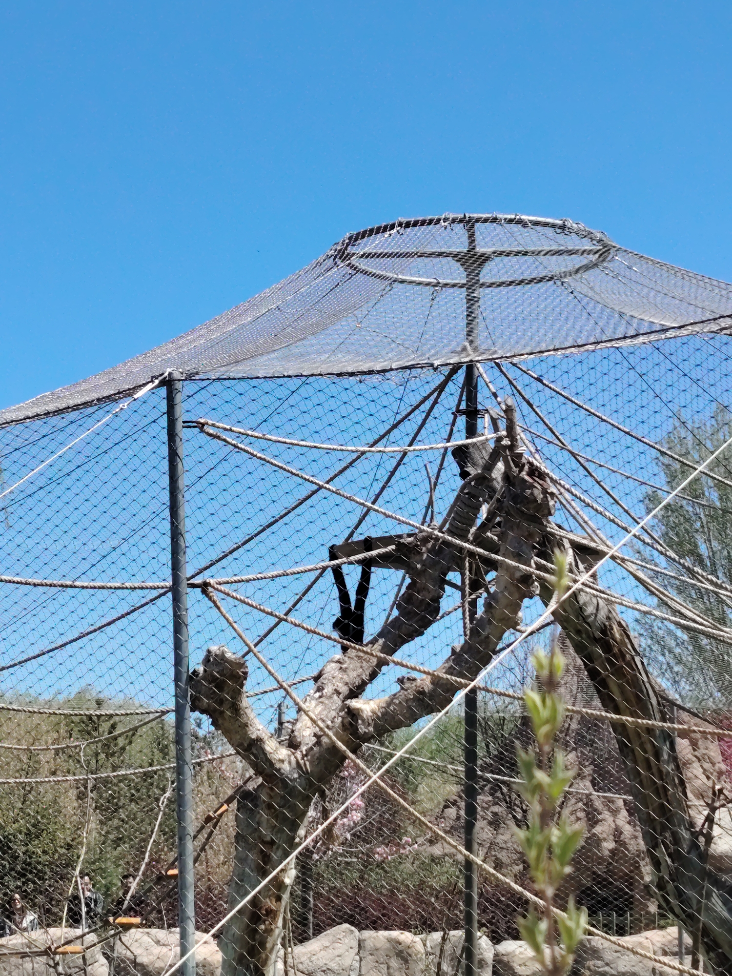 This image depicts a large outdoor animal enclosure, likely at a zoo or wildlife park, under a clear, bright blue sky. The enclosure features a prominent domed or conical structure made of a fine mesh net supported by metal poles and an intricate network of thick ropes and sturdy, bare tree branches. These elements are designed to provide climbing and perching opportunities for animals, although no animals are clearly visible within the enclosure. A dark, indistinct shape can be seen among the branches, which could be an animal.
The netting extends upwards to form a broad, circular canopy, with several ropes stretching from the central wooden structure to the outer frame and ground level. Several vertical metal poles provide structural support for the netting. In the foreground, slightly out of focus, is a sprout with light green leaves.
In the background, outside the enclosure and beyond the netting, are various trees and shrubs, some with rocky terrain. Two blurred human figures are visible in the lower-left portion of the background, suggesting people are observing the enclosure.
The scene takes place during bright daylight, indicated by the vibrant blue sky and the clear, shadow-casting illumination. The weather appears sunny and calm. There is no visible text in the image. The location context is Tepebaşı, Turkey.
