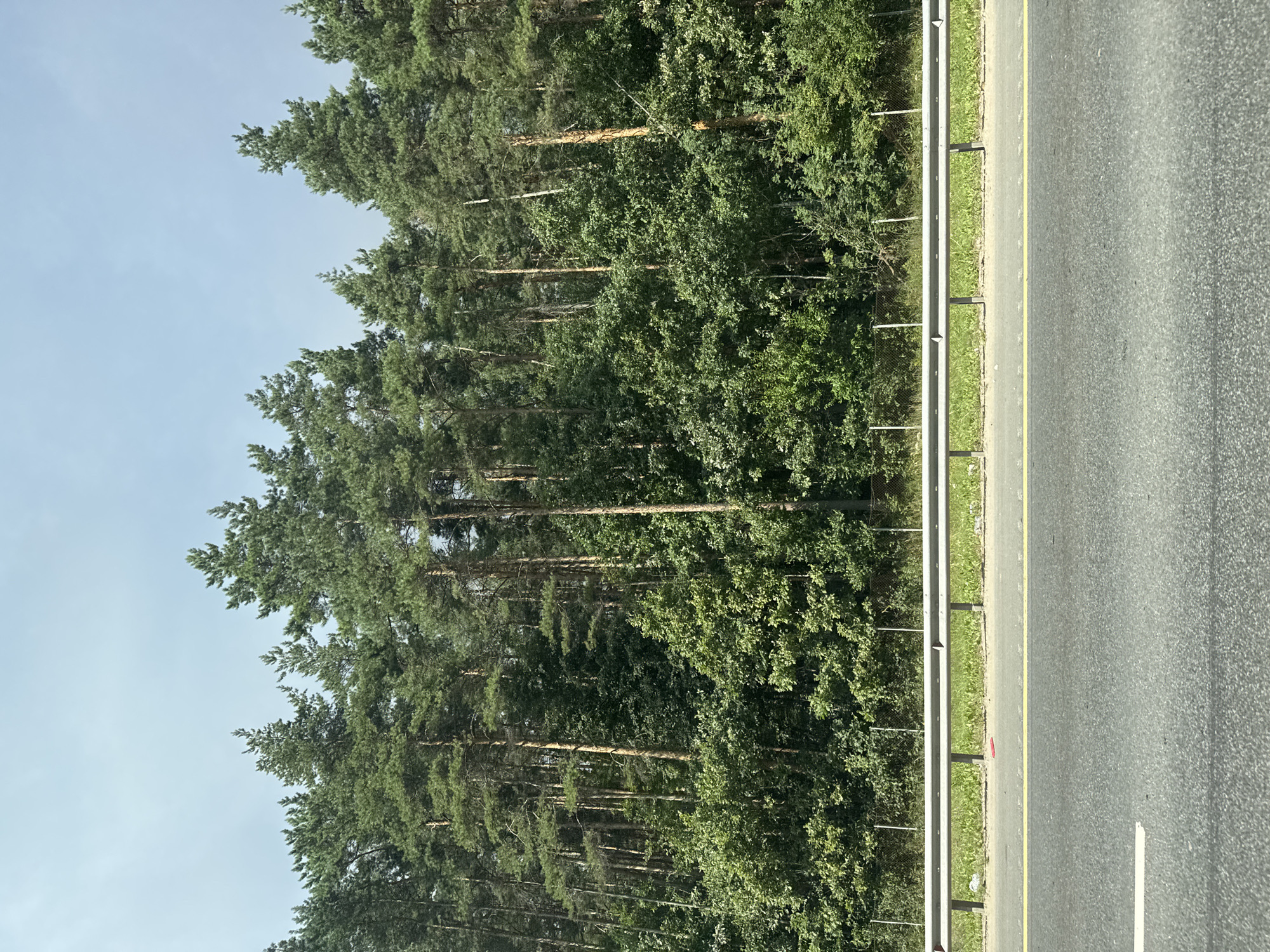 A roadside view in Domodedovo, Russia, shows a dense forest of pine trees bordering a highway. The trees are tall and slender, with a mix of green and brown foliage. A metal guardrail separates the forest from the asphalt road, which has white and yellow lane markings. The sky is a pale blue with a few wispy clouds. The scene is tranquil and appears to be a typical day in a rural or suburban area. There are no people visible in the image.