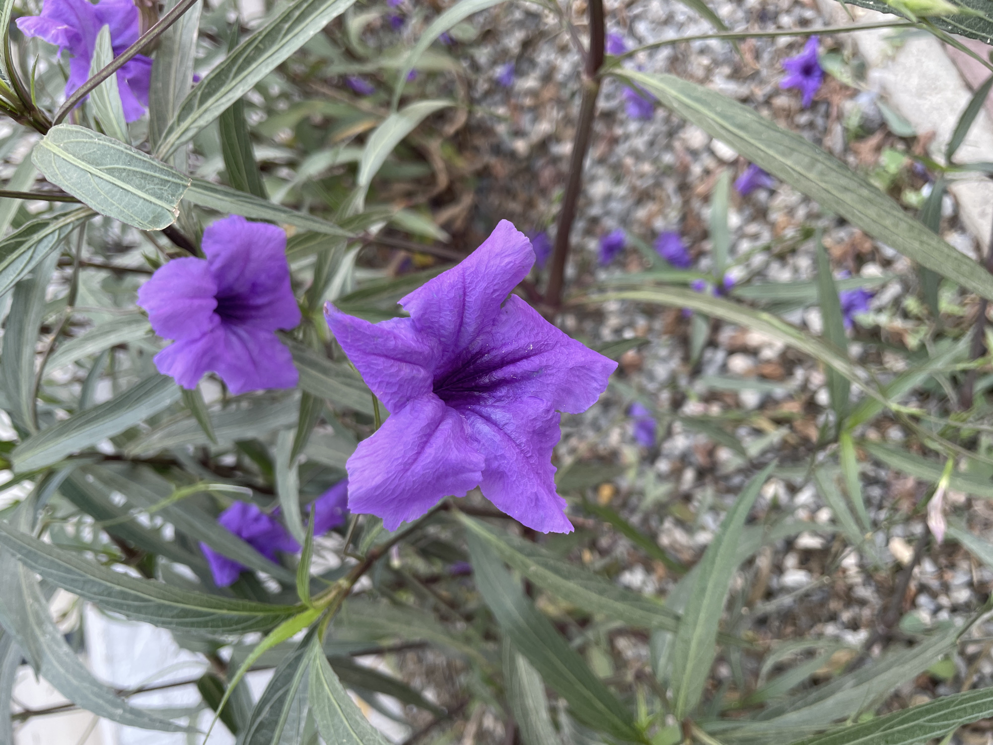 A close-up, eye-level, outdoor shot focuses on purple Ruellia flowers, commonly known as Mexican petunias, in Trikomo, Northern Cyprus. The flowers, some in full bloom and others unfurling, display vibrant purple petals with darker centers. Long, lance-shaped green leaves with prominent veins surround the flowers. The background consists of a textured surface of small gray and brown pebbles and some dried organic matter, suggesting a garden bed or pathway. The lighting is natural and appears to be daylight. There are no people or animals visible in the frame.