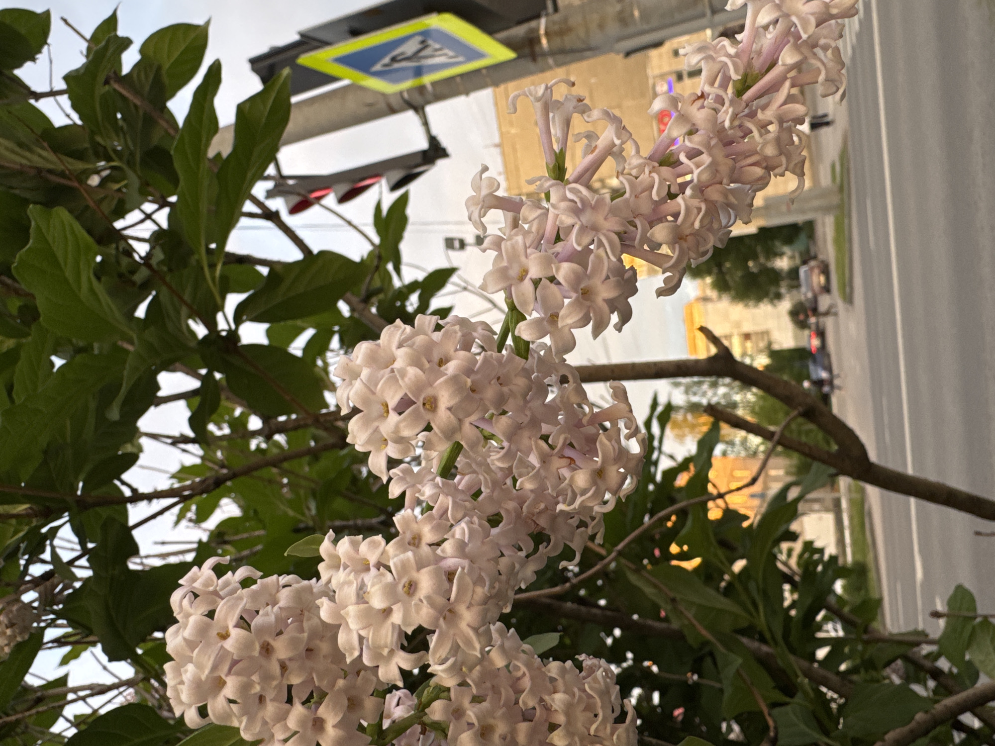 The image shows a close-up of lilac flowers in bloom, with a blurred background of a city street. A traffic light with a pedestrian crossing sign is visible above the lilac. Cars and buildings are visible in the blurred background. The location is identified as Perm, Russia.