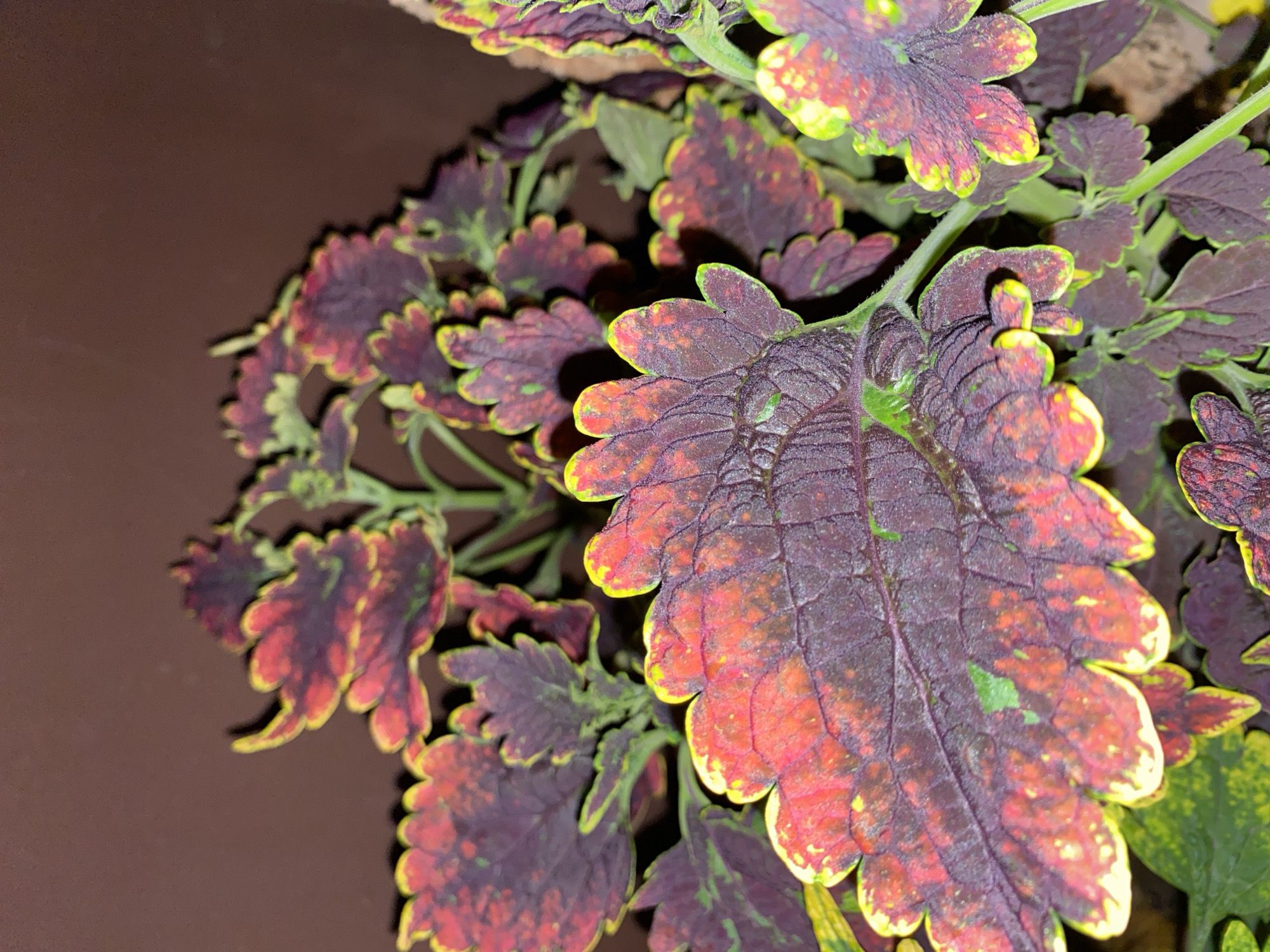 A close-up, high-angle shot focuses on the colorful leaves of a coleus plant. The leaves exhibit a vibrant display of deep purple, red, yellow, and green. The prominent leaf in the foreground, angled towards the viewer, features a textured surface with intricate vein patterns. The edges of the leaves are serrated and outlined with a bright yellow hue, contrasting with the darker central coloration. Smaller, less detailed leaves and stems are visible in the background, also showcasing a mix of these colors. The overall background is a dark, muted brown, likely representing a wall or pot, providing a backdrop that accentuates the vivid colors of the foliage. No people or specific location details within Tangerang, Indonesia are discernible from the image.