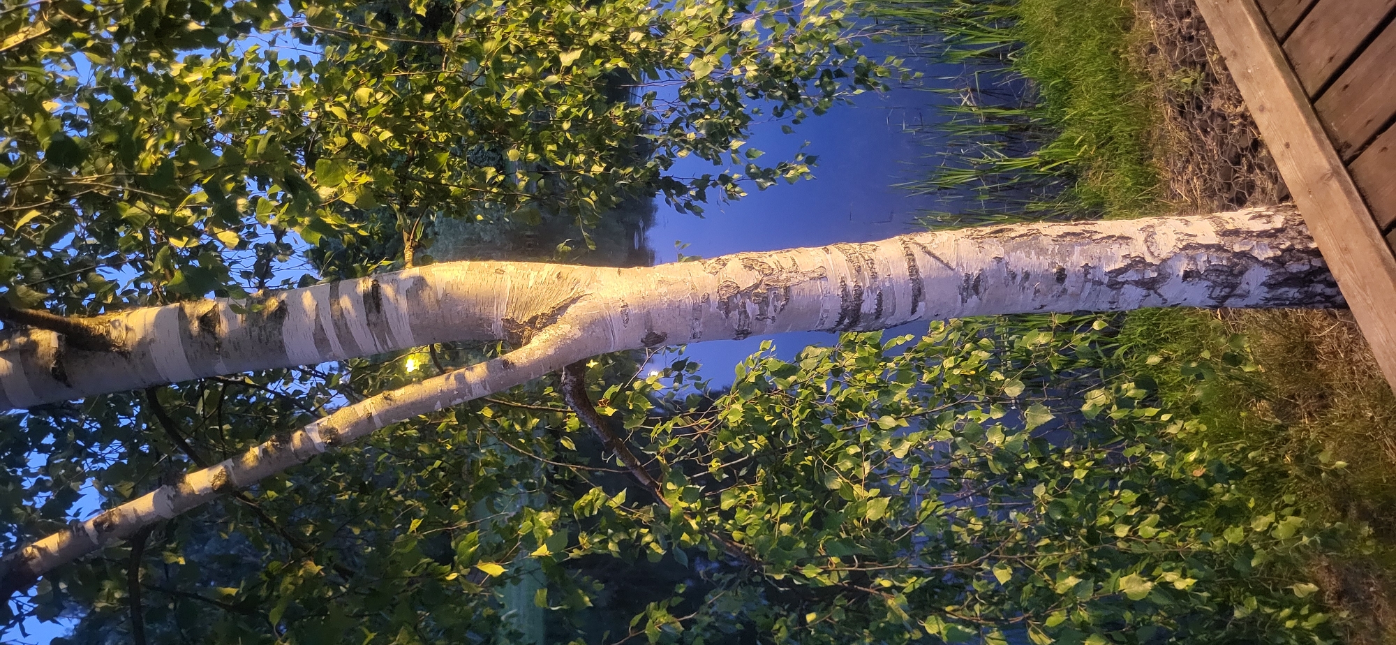The image depicts a birch tree by a body of water. The tree's white bark is striking with its dark markings. Green leaves hang from its branches, some illuminated by a warm light, suggesting either the setting sun or artificial lighting. The water behind the tree appears dark and calm, with reeds growing along its edge. In the foreground, a wooden deck is visible, suggesting a park or recreational area. The sky is a deep blue, indicating dusk or early night. No people are present in the image. The overall impression is one of a serene natural setting. There is no identifiable context provided by the image that would allow for a specific location within the city of Moscow, Russia.