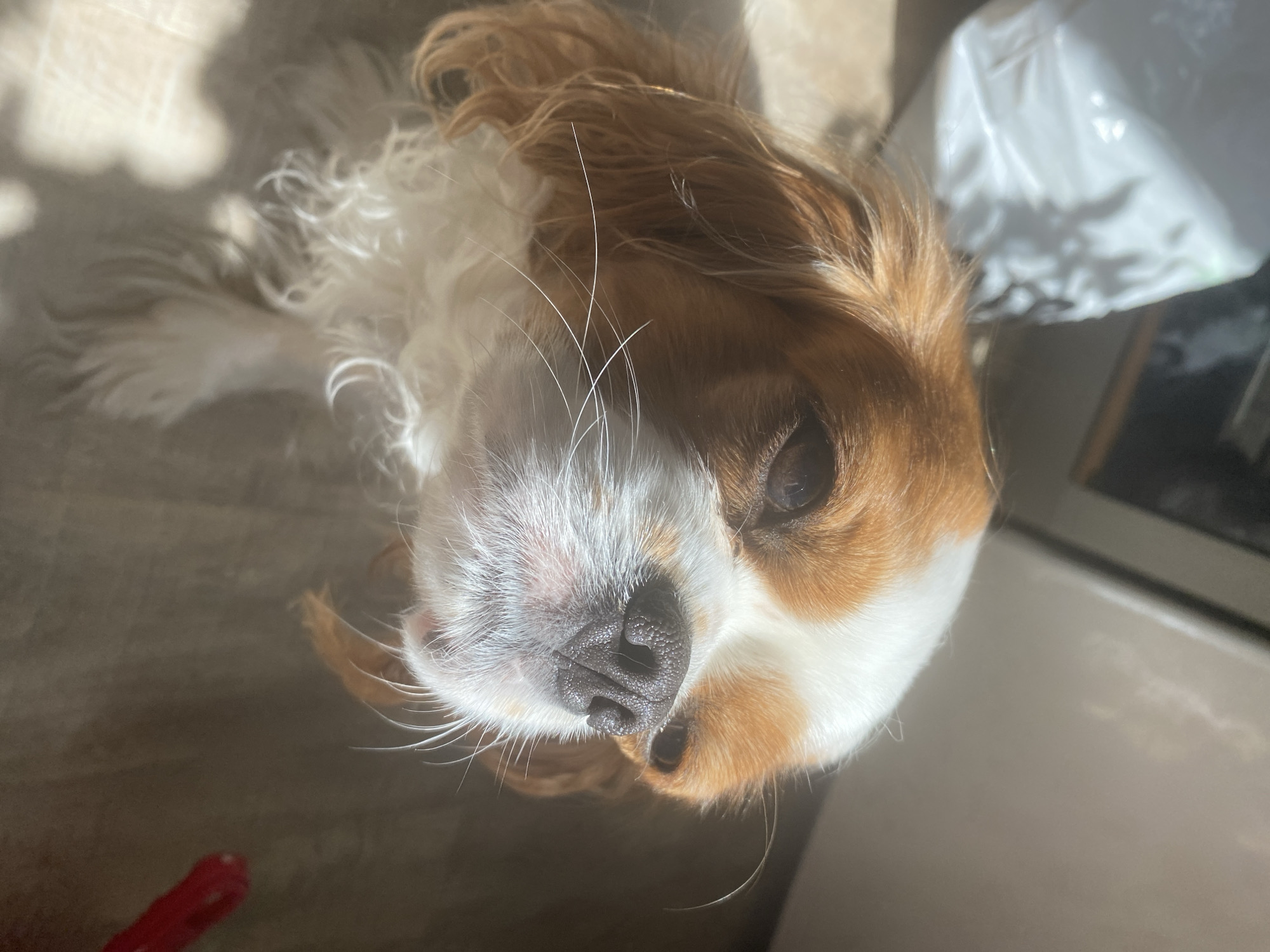 A Cavalier King Charles Spaniel dog with brown and white fur is sitting on a light-colored floor. The dog is looking upwards, and sunlight is casting shadows on the floor and the dog's face. In the background, there is a white bag and a dark wall with light reflections. A red object is partially visible in the lower right corner of the image.