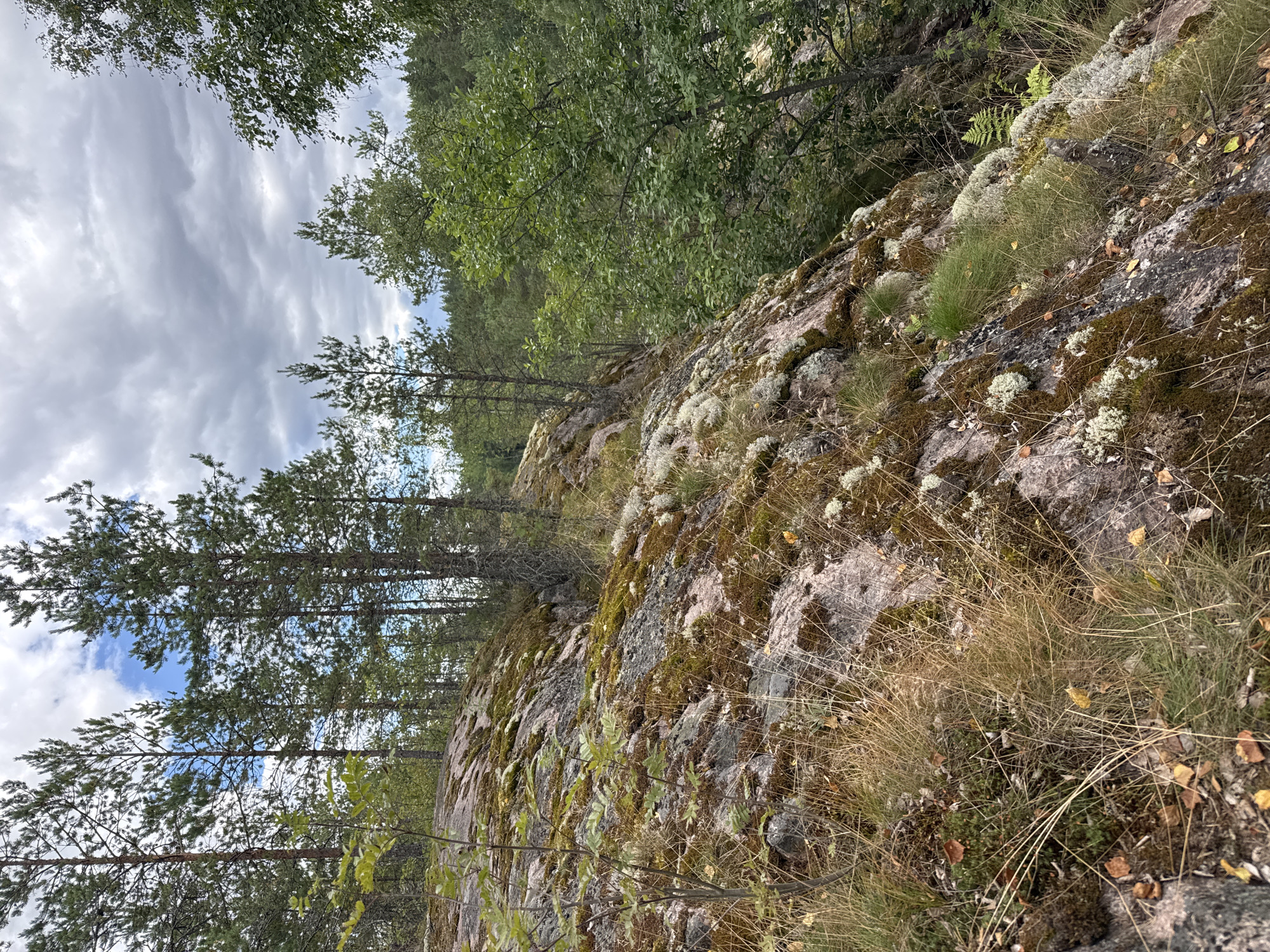 The image depicts a rocky, forested terrain in Sorola, Russia. The foreground is dominated by a moss-covered rock formation, with dry grasses and fallen leaves scattered across its surface. Several pine trees with sparse foliage are visible on the left side, reaching towards a cloudy sky. In the background, a dense forest of green trees stretches across the landscape, with more pine trees interspersed among them. The overall scene conveys a sense of natural wilderness and a somewhat overcast day.