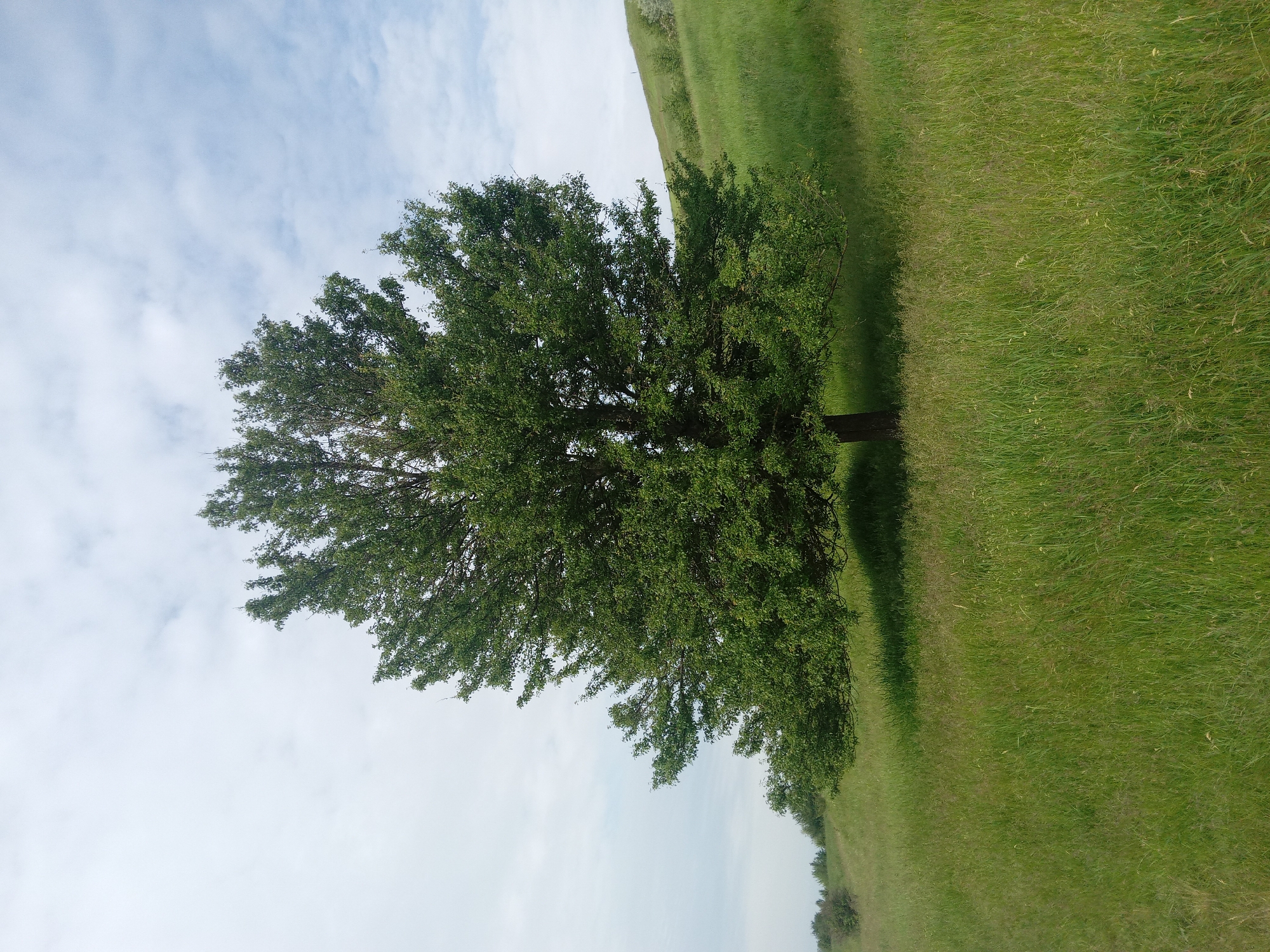 A vibrant outdoor landscape is depicted, featuring a large, mature tree positioned prominently on the left side of the frame, slightly off-center. The tree boasts a dense, full canopy of dark green leaves, suggesting a healthy, deciduous species. Its trunk is visible at the base, leading up to the expansive crown.
Long, distinct shadows are cast by the tree across the foreground, extending towards the right over a sprawling expanse of lush, green grass. The ground is entirely covered in this verdant grass, forming what appears to be a field or open pasture. In the background, on the right side of the image, a gentle, grassy hillside rises, also covered in the same green foliage, creating a soft incline.
The sky, visible above the tree and the distant hillside, is a light, serene blue, dotted with scattered, wispy white clouds. The overall lighting suggests it is daytime, likely late morning or early afternoon, given the clarity of the shadows and the bright sky. The scene conveys a peaceful and natural atmosphere, devoid of human activity or structures. There is no visible text in the image.
