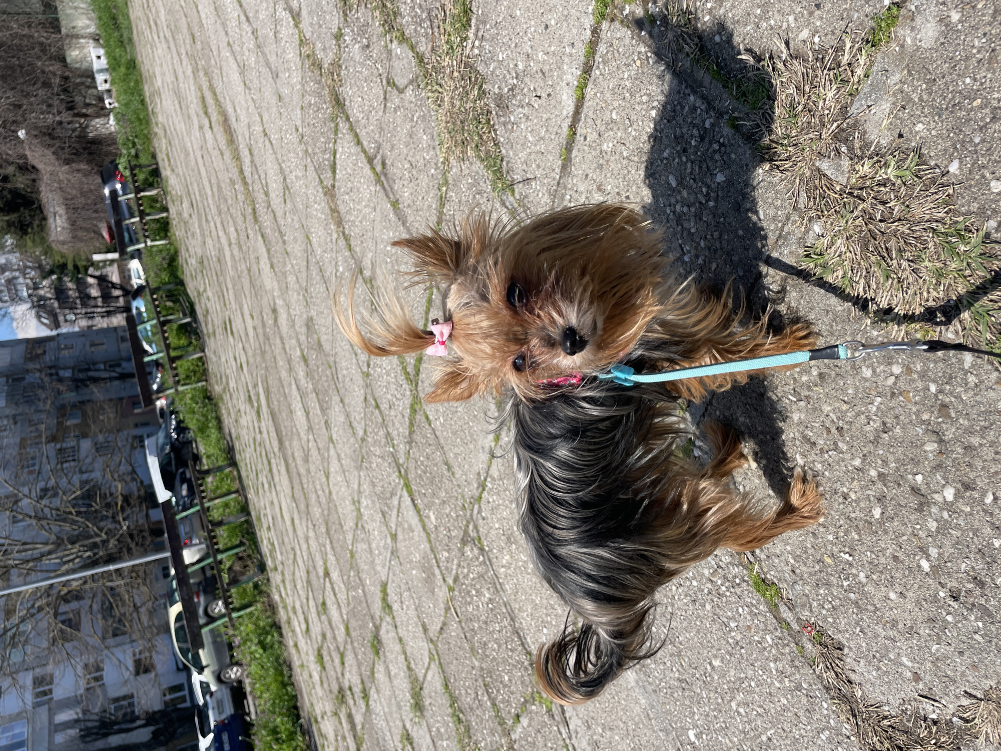 The image shows a small, brown and black Yorkshire Terrier with a pink bow in its hair, standing on a paved sidewalk. The dog is wearing a blue leash and a pink collar. The sidewalk is made of grey concrete blocks with patches of grass and dried vegetation in the cracks. In the background, there is a view of a city street with parked cars and buildings, suggesting an urban environment. Considering the location hint of Burgas, Bulgaria, this scene is likely set in a residential area of the city. The photograph seems to be taken during a sunny day, casting a shadow of the dog on the pavement.