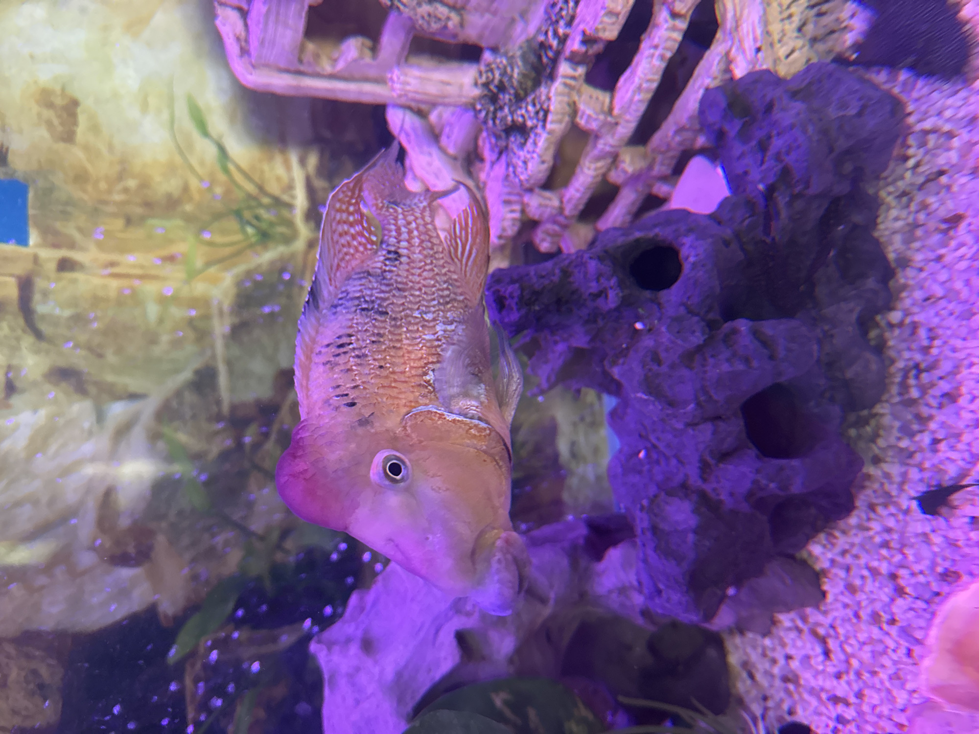 A close-up, eye-level shot captures a large, ornate aquarium with a fish as the primary subject. The fish, with a prominent pinkish-red hump on its head, displays a patterned body of orange and white scales with red markings. Its eye is a dark pupil within a lighter iris. The fish appears to be in the foreground, centered in the frame, with its mouth slightly open, revealing a bubble-like protrusion.
The environment is an underwater scene illuminated by purple and pink lights, creating a vibrant, artificial glow. The aquarium contains various decorations: a large piece of textured purple rock with a hollow opening in the center, a lighter, intricately carved structure resembling a weathered wooden bridge or fence to the right, and what appears to be driftwood or a large, pale rock on the left. The substrate is composed of small, light-colored pebbles. In the background, blurred elements suggest a rocky wall with some green aquatic plants. A few small, bright purple dots are scattered throughout the background, possibly air bubbles or reflections. The overall impression is of a meticulously maintained, visually striking aquarium habitat. There are no people visible in the image.