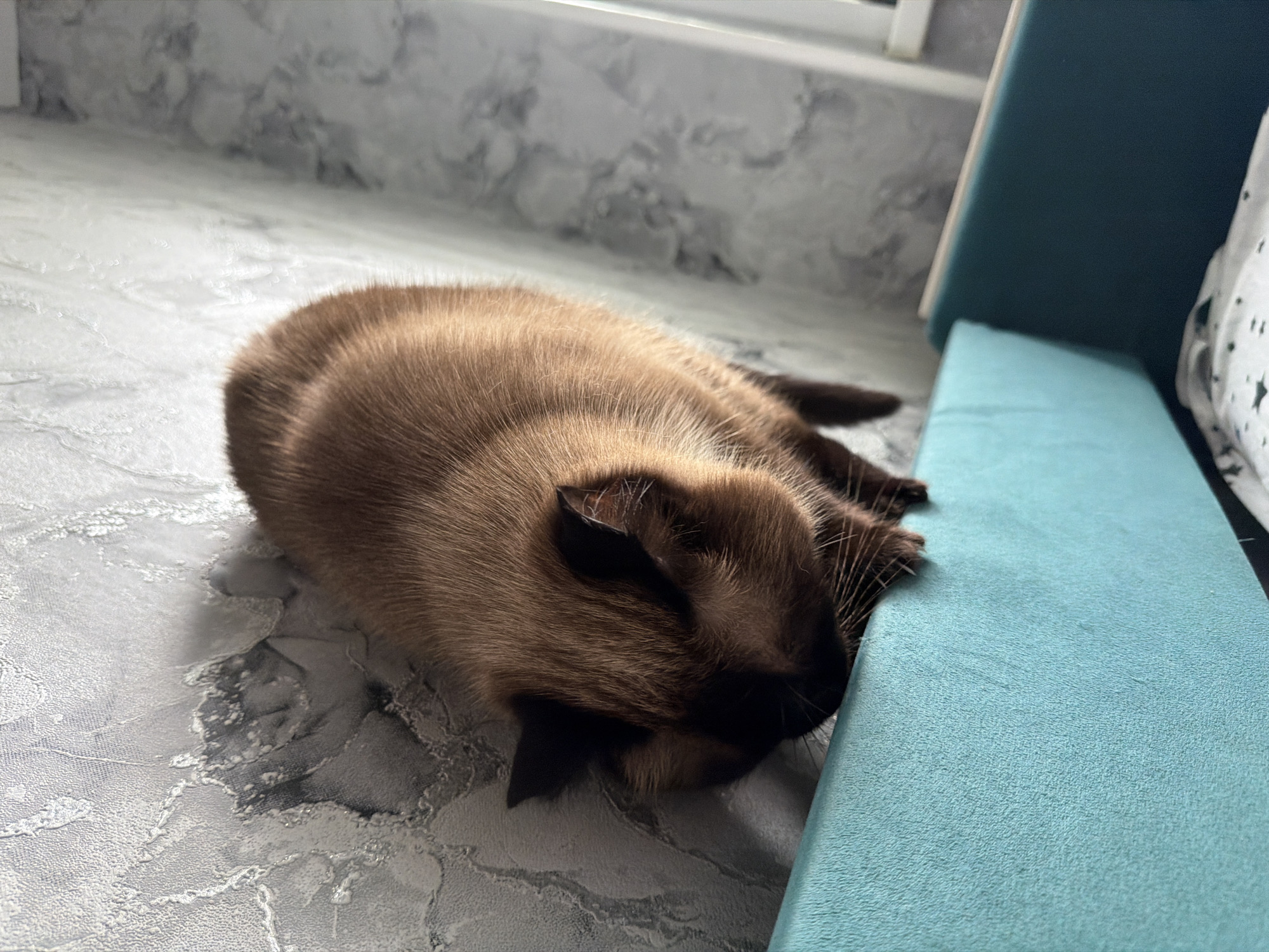 A brown Siamese cat is perched on the edge of a teal upholstered surface, with its head lowered and looking down. The cat's fur is a rich brown, with darker points on its ears and face. The background features a textured grey wall with a marble-like pattern. The scene appears to be indoors, with soft lighting. There is no discernible location in Старые Туймазы, Russia.