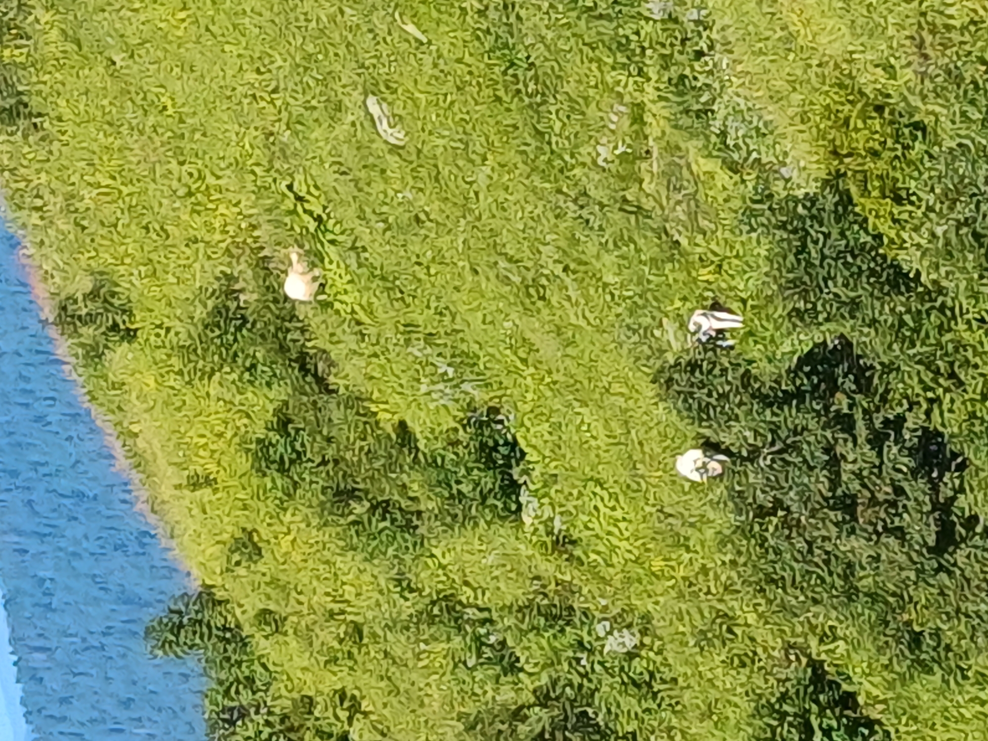 The image shows a hillside in Estosadok, Russia, covered in lush green grass and dense foliage. A flock of sheep is grazing on the hillside, with three sheep visible in the lower portion of the image, and one sheep further up the hill. The sheep are white and appear to be of a medium size. The hillside is steep, and the sheep are spread out, some appearing to be eating grass while others are standing. In the background, a range of blue mountains can be seen, suggesting a mountainous landscape. The day appears to be sunny, with clear skies, indicated by the bright lighting on the hillside.