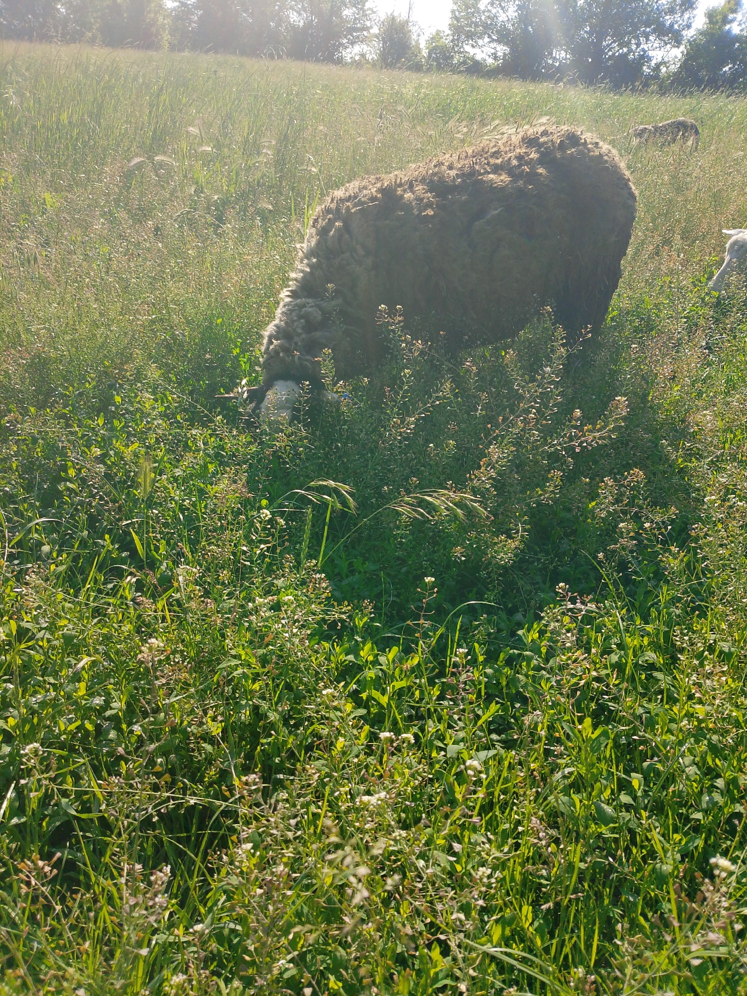 A flock of sheep grazes in a sun-drenched meadow under a clear sky. In the foreground, a large, dark-wooled sheep, its fleece shaggy and thick, bends its head to graze on lush green grass and small white wildflowers. The sheep's face is partially obscured by its wool. To the right and further back, the head and neck of another white sheep are visible, also appearing to graze. In the background, more sheep are scattered across the rolling hills, their forms softened by the distance and the bright sunlight. The meadow is abundant with a variety of grasses and wildflowers, creating a rich tapestry of green. The sun casts a warm glow over the scene, with light rays piercing through the foliage, highlighting the natural beauty of the landscape. The location is an open field, likely rural or suburban, with trees visible on the horizon line.