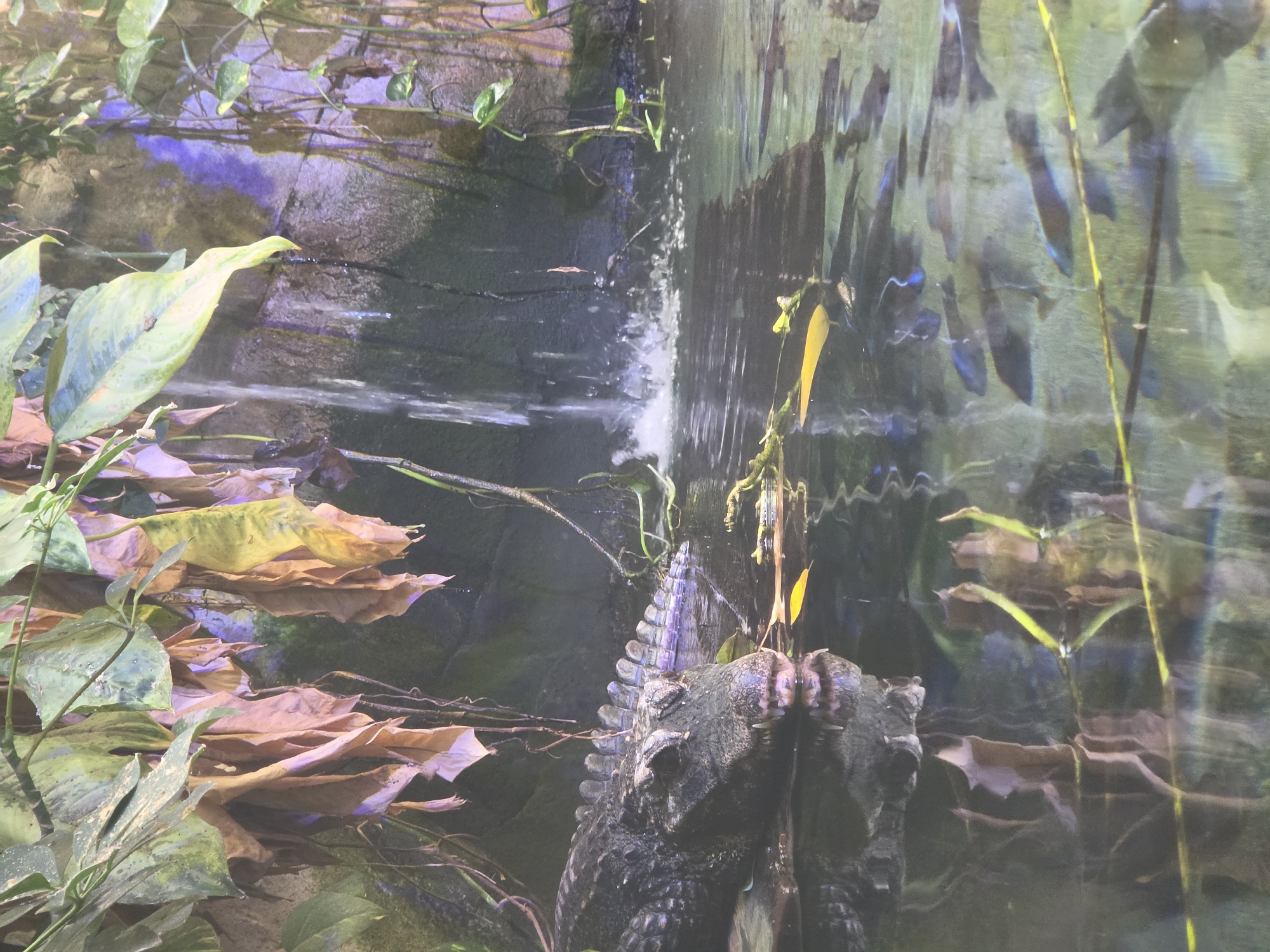 A caiman lies partially submerged in water, its head resting on the bank. Behind it, a small waterfall cascades down a rocky surface, with lush green and brown foliage surrounding the scene. Several small fish swim in the water in front of the caiman. The setting appears to be an exhibit within a zoo or aquarium. This image was taken in the city of Bussolengo, Italy.