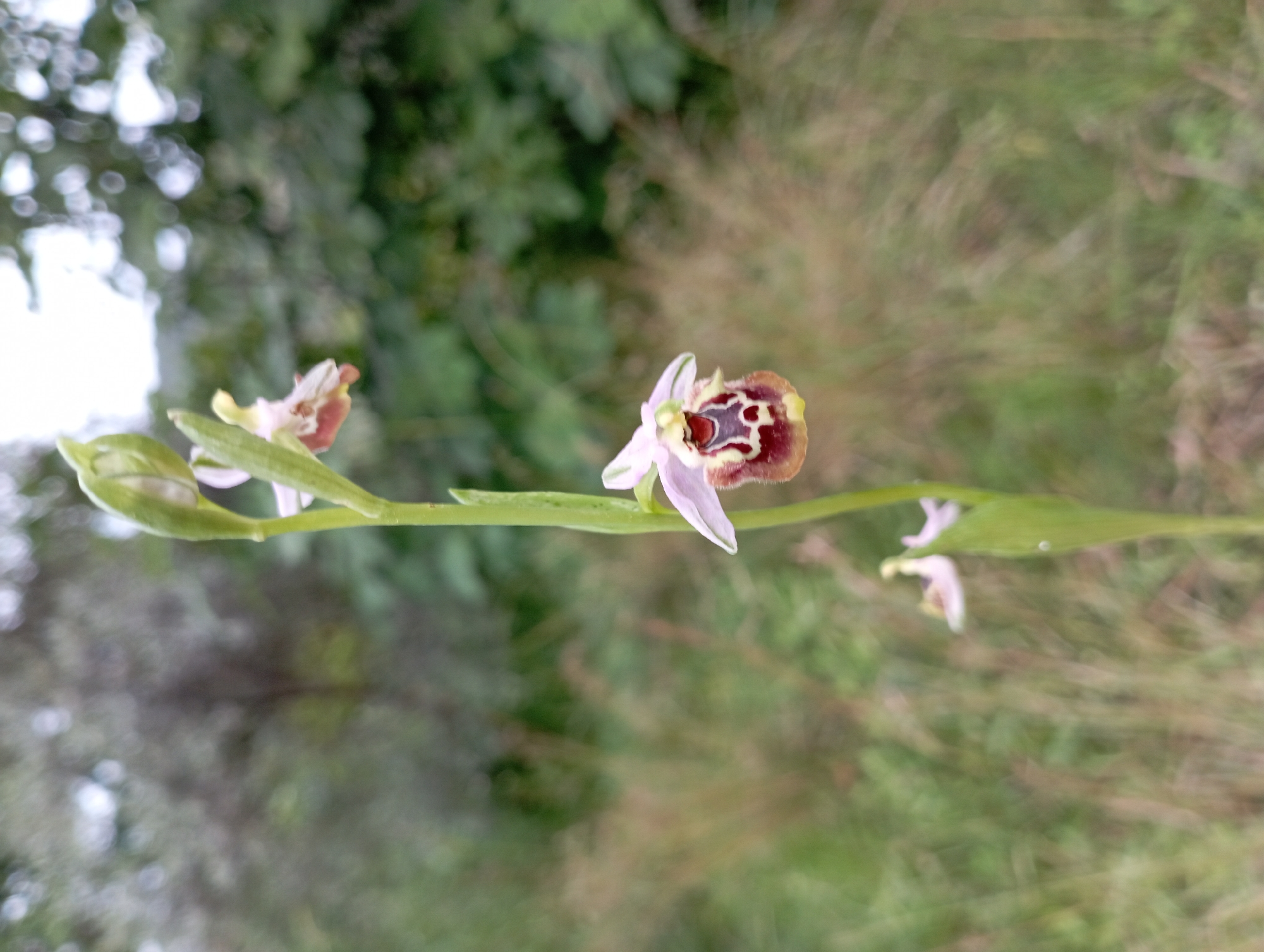 The image depicts a wildflower stem in an out-of-focus natural setting, likely near Dalaman, Turkey. Three flowers, typical of the Ophrys genus, are visible along the stem. The main flower, oriented sideways, has a complex pattern of brown, white, and pink on its petals. The background consists of blurred green foliage and what appears to be open ground. No people or other identifiable subjects are present. The interaction is between the plant and the immediate environment.