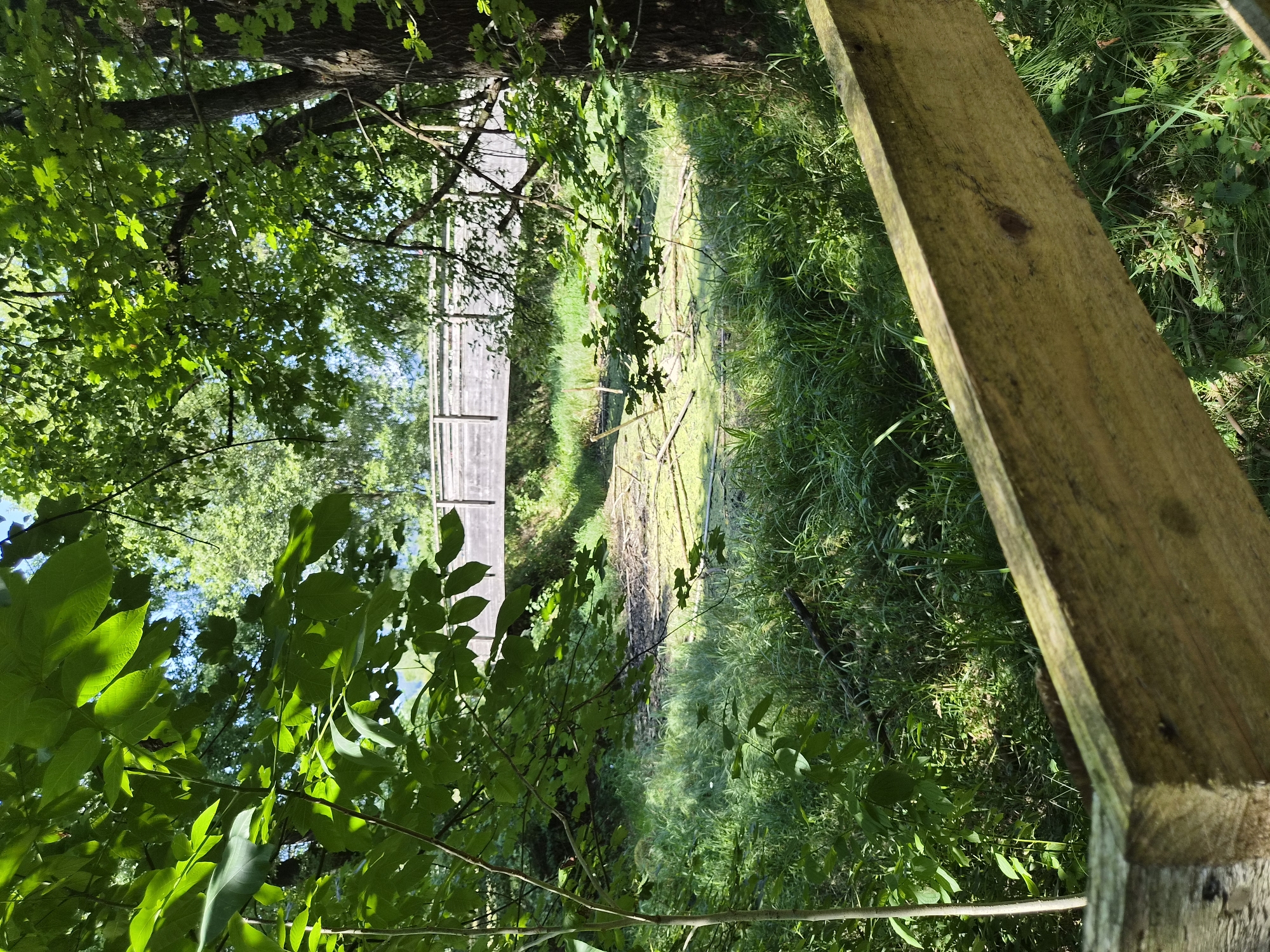 The image depicts a natural scene with a wooden bridge crossing over a shallow, overgrown body of water, likely a pond or slow-moving stream, in Landl, Austria. The foreground is dominated by lush green foliage and a weathered wooden fence, suggesting a park or natural area. The bridge itself appears to be constructed from timber, with a rustic design that blends into the surrounding environment. The water is partially covered with algae or aquatic plants, and several fallen branches are visible in and around it. The overall impression is one of a tranquil, somewhat wild, and untouched landscape. There are no people or animals visible in the frame, focusing the attention solely on the natural elements and the man-made structure. The lighting indicates it is daytime, with sunlight filtering through the leaves of trees, casting dappled shadows on the ground and water.