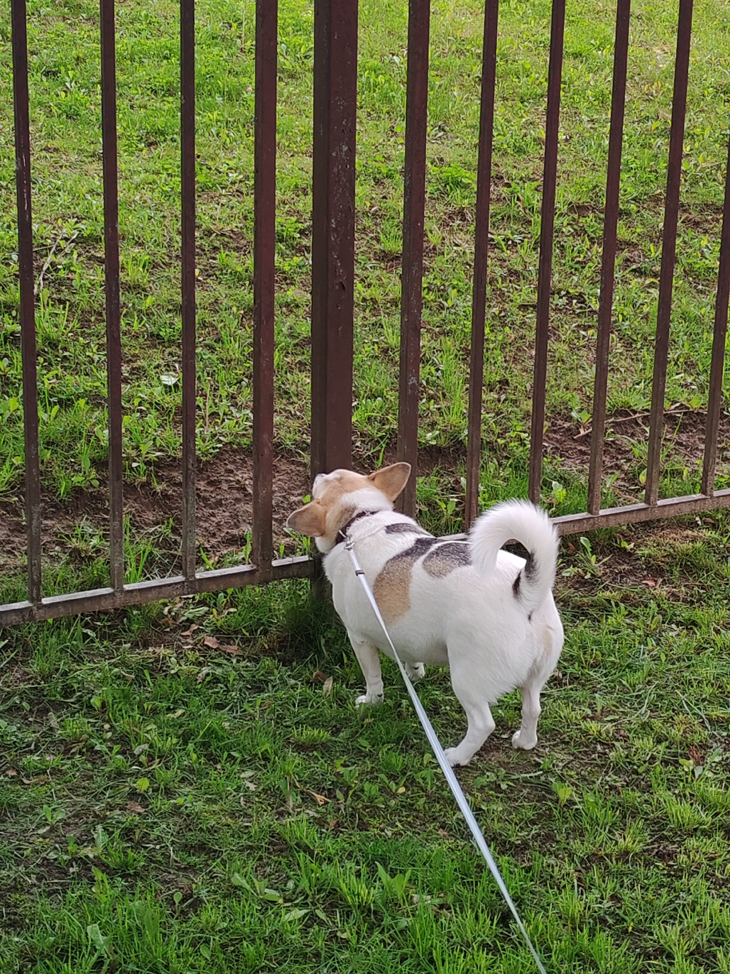 A small, white dog with tan and black spots stands on green grass near a brown metal fence. The dog is on a white leash, and its head is turned towards the fence, suggesting it is looking through the bars. The location is a grassy area, possibly a yard or park, within the city of Unknown, Unknown.