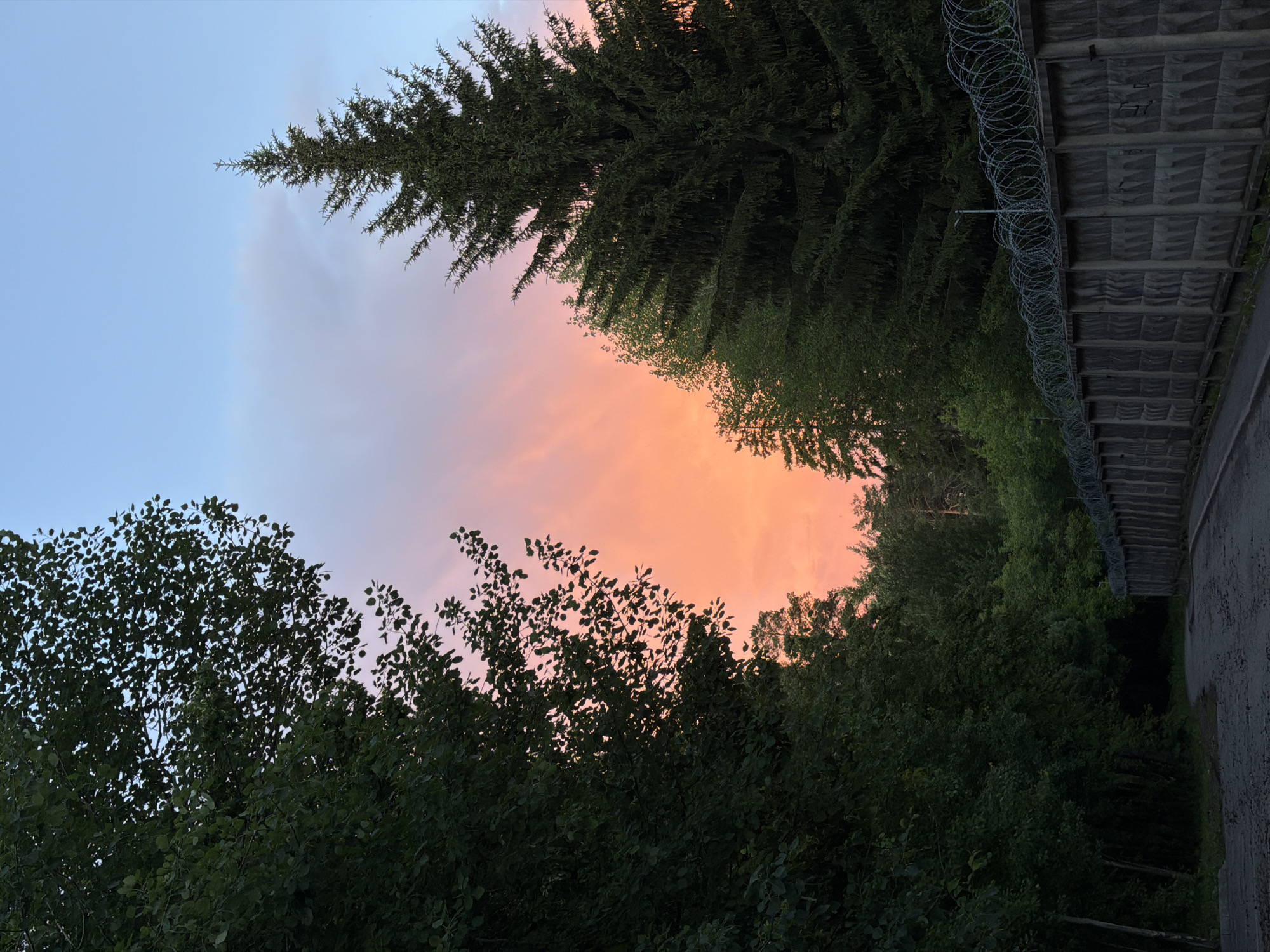 The image depicts a view of a twilight sky over a park or wooded area in Izhevsk, Russia. The sky transitions from a pale blue at the top to a gradient of pink and orange near the horizon. Silhouettes of trees, including evergreen and deciduous species, frame the colorful sky. On the right edge of the image, there is a gray wall topped with barbed wire. A path or road is visible along the right edge.