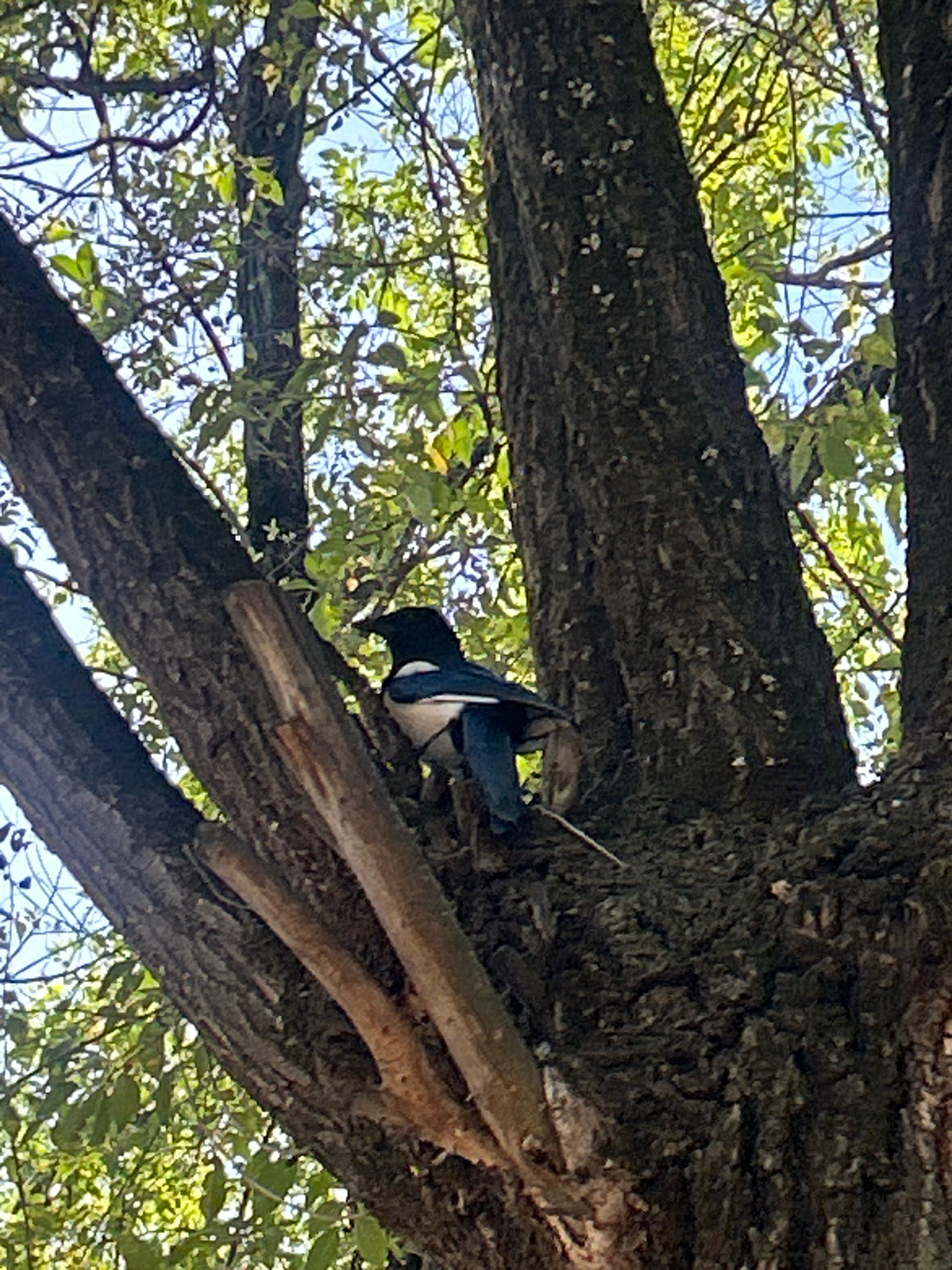 A bird, likely a magpie, is perched on the rough bark of a tree. The bird is predominantly black and white, with a long tail that appears to be a deep blue or black. Its head is turned to the left, and it is looking downwards. The tree has thick, gnarled branches and is surrounded by green leaves, suggesting it is a sunny day. The background shows glimpses of blue sky through the foliage. The image appears to be taken outdoors in a natural setting, possibly a park or a residential area within the city of Almaty, Kazakhstan, given the context provided.