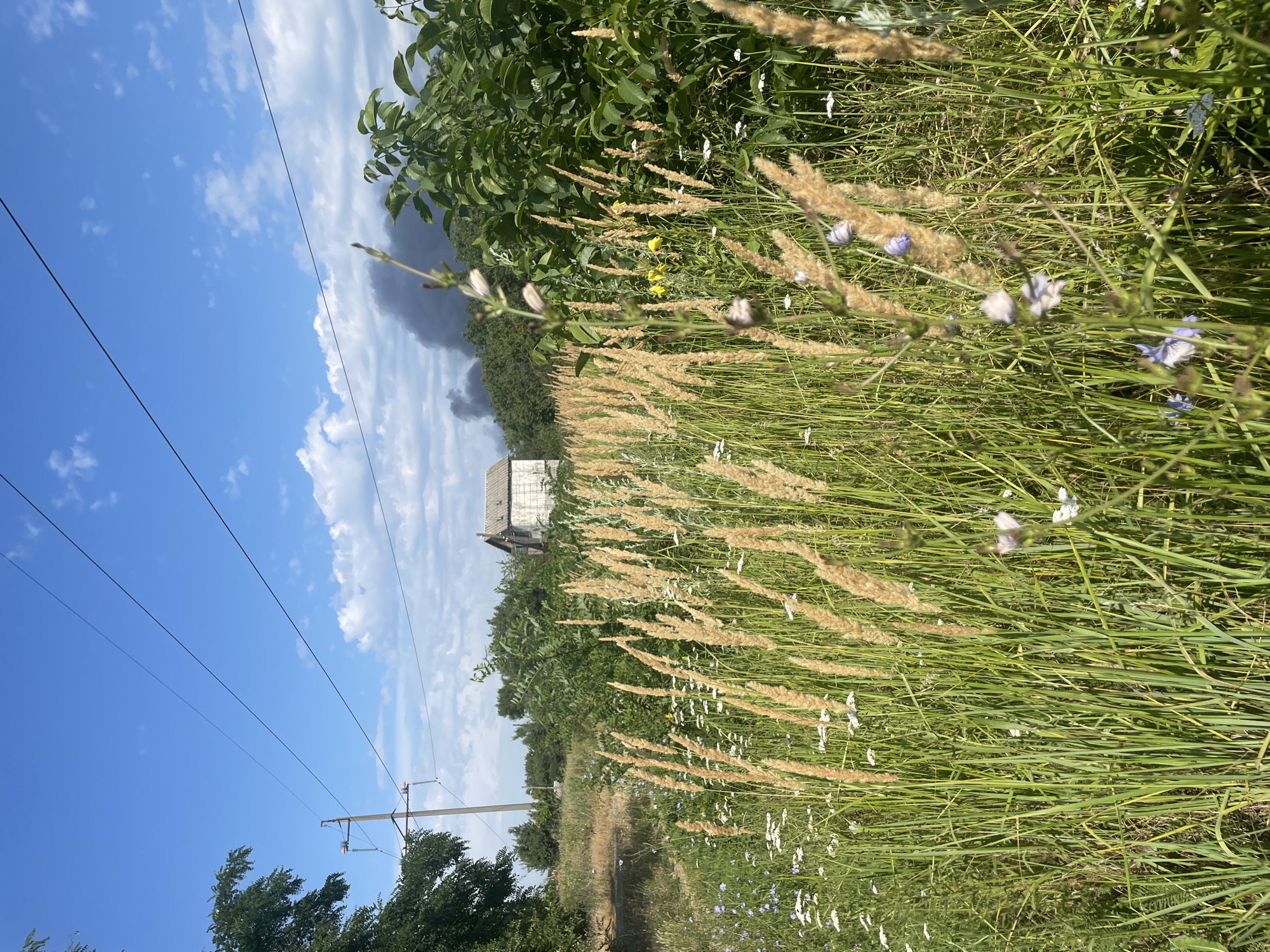 The image depicts a rural or semi-rural landscape with a clear blue sky dotted with white clouds. In the foreground, tall, dry grass and wildflowers are prominent, suggesting a meadow or undeveloped area. A power line pole with wires runs diagonally across the upper portion of the image, extending towards the left. In the middle ground, a small, weathered building, possibly a house or shed, is visible, partially obscured by trees and foliage. To the right of the building, a plume of dark smoke rises into the sky, indicating a fire or industrial activity. Lush green trees and bushes surround the scene. The overall impression is one of a natural setting disrupted by man-made elements and an ongoing event, the smoke plume. The location is identified as Azov, Russia.