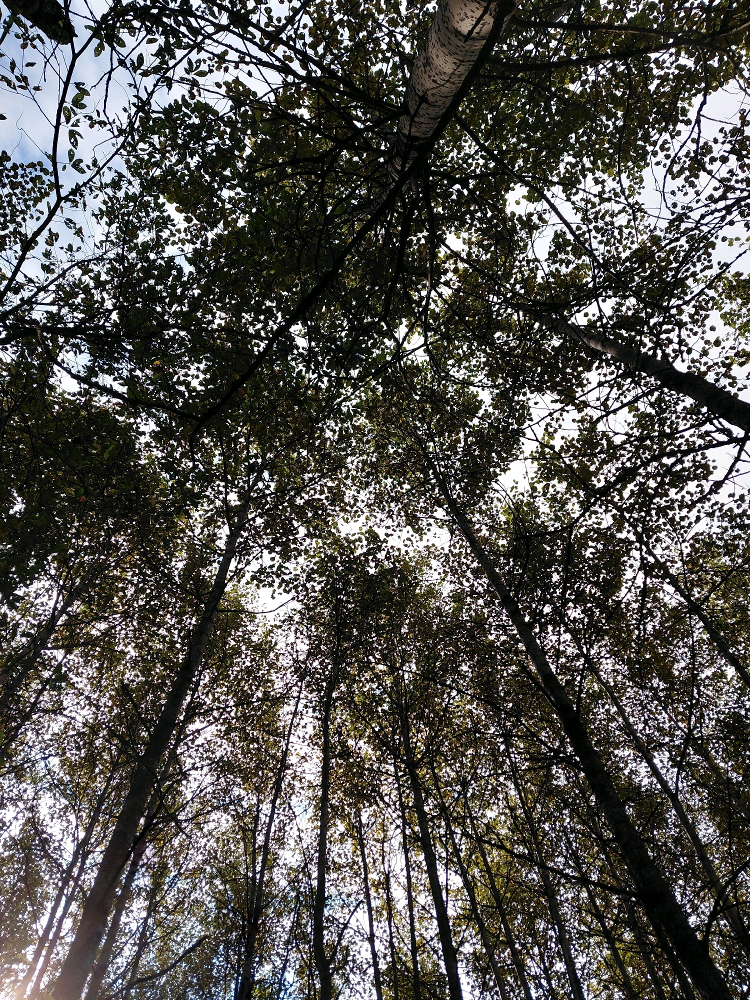 This is a low-angle shot looking up through a dense canopy of trees with predominantly dark green leaves. The sky is visible through the gaps in the leaves and branches, appearing bright white to light blue, indicating daylight. The trees are tall and slender, with visible trunks and branches crisscrossing overhead. One prominent tree trunk in the upper left has a distinctive white and grey mottled bark, possibly birch. The image appears to be taken outdoors in a forest or park setting. There are no people or animals visible in the image. The lighting suggests it could be late afternoon or early morning, with some sunbeams filtering through the foliage on the left side of the frame.